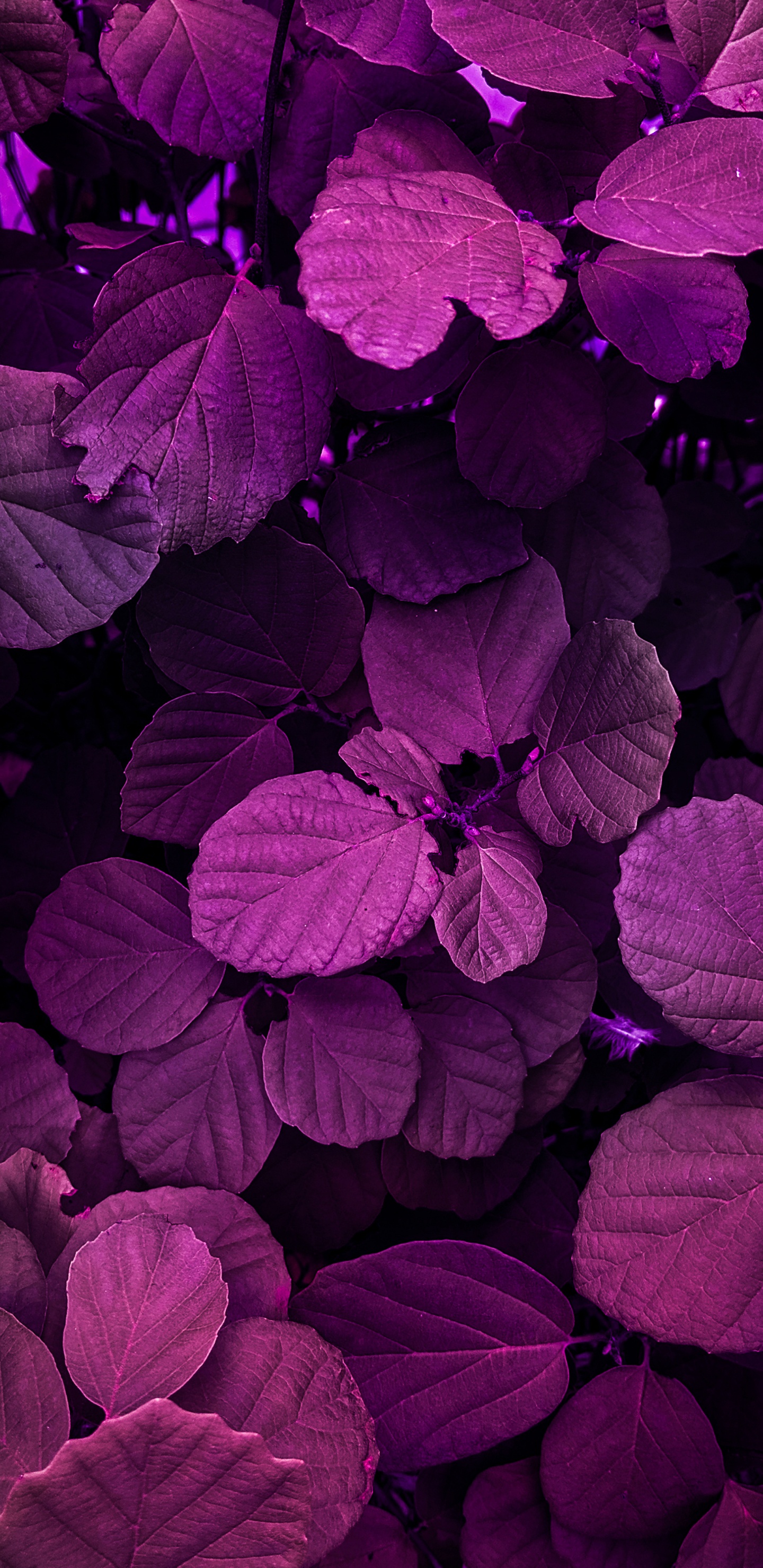 la Pureté de la Couleur, Purple, Eau, Nature, Botanique. Wallpaper in 1440x2960 Resolution