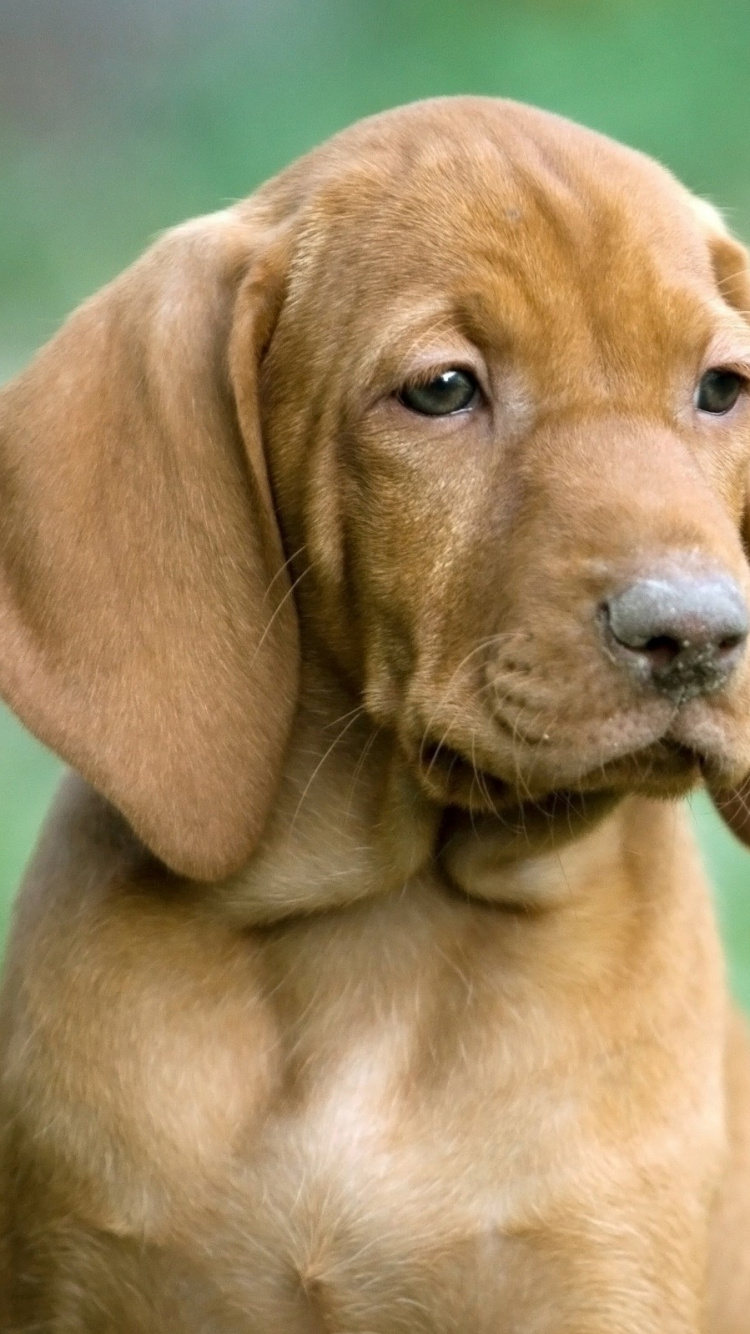 Brown Short Coated Dog on Green Grass Field During Daytime. Wallpaper in 750x1334 Resolution