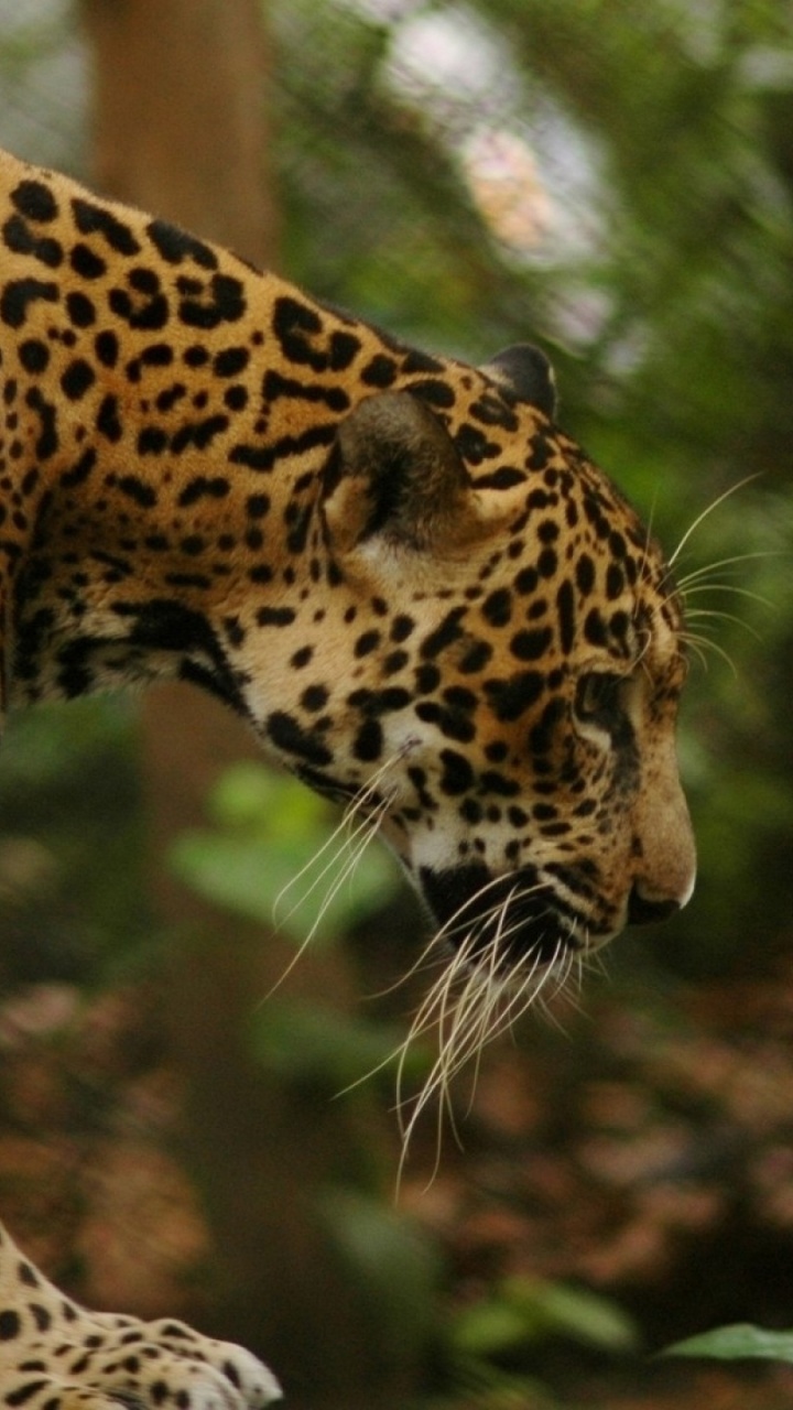 Léopard Marron et Noir en Photographie Rapprochée. Wallpaper in 720x1280 Resolution