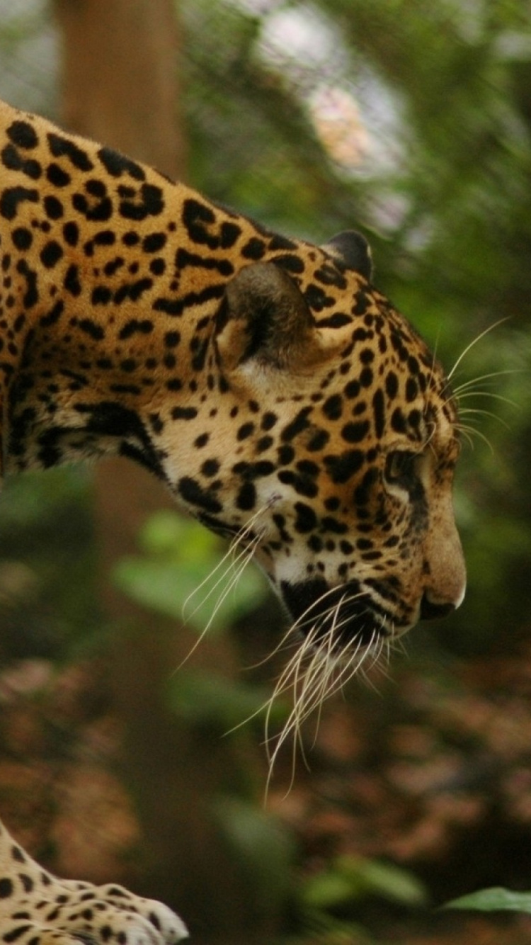 Leopardo Marrón y Negro en Fotografía de Cerca. Wallpaper in 750x1334 Resolution