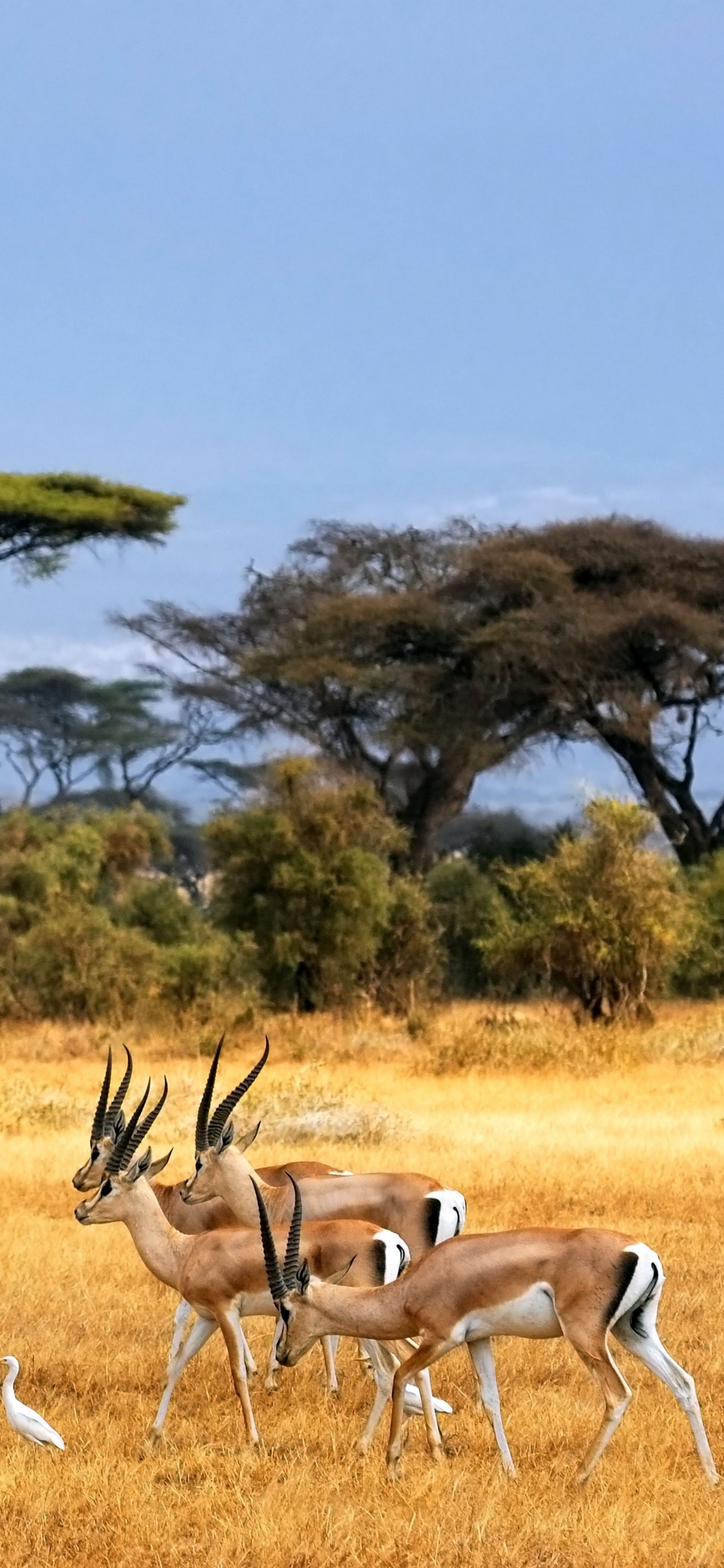 Grupo de Ciervos en el Campo de Hierba Verde Durante el Día. Wallpaper in 1125x2436 Resolution