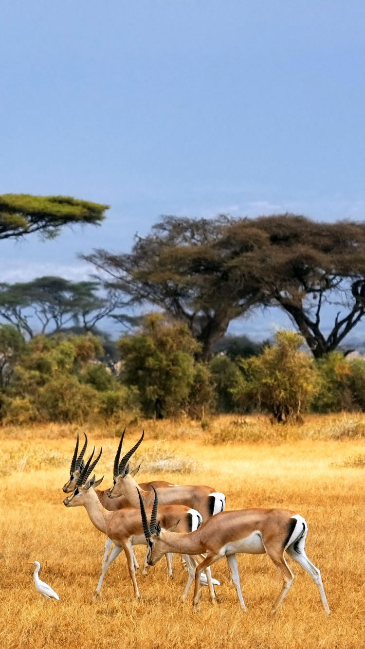 稀树草原, Safari, 野生动物, 瞪羚, 自然保护区 壁纸 750x1334 允许