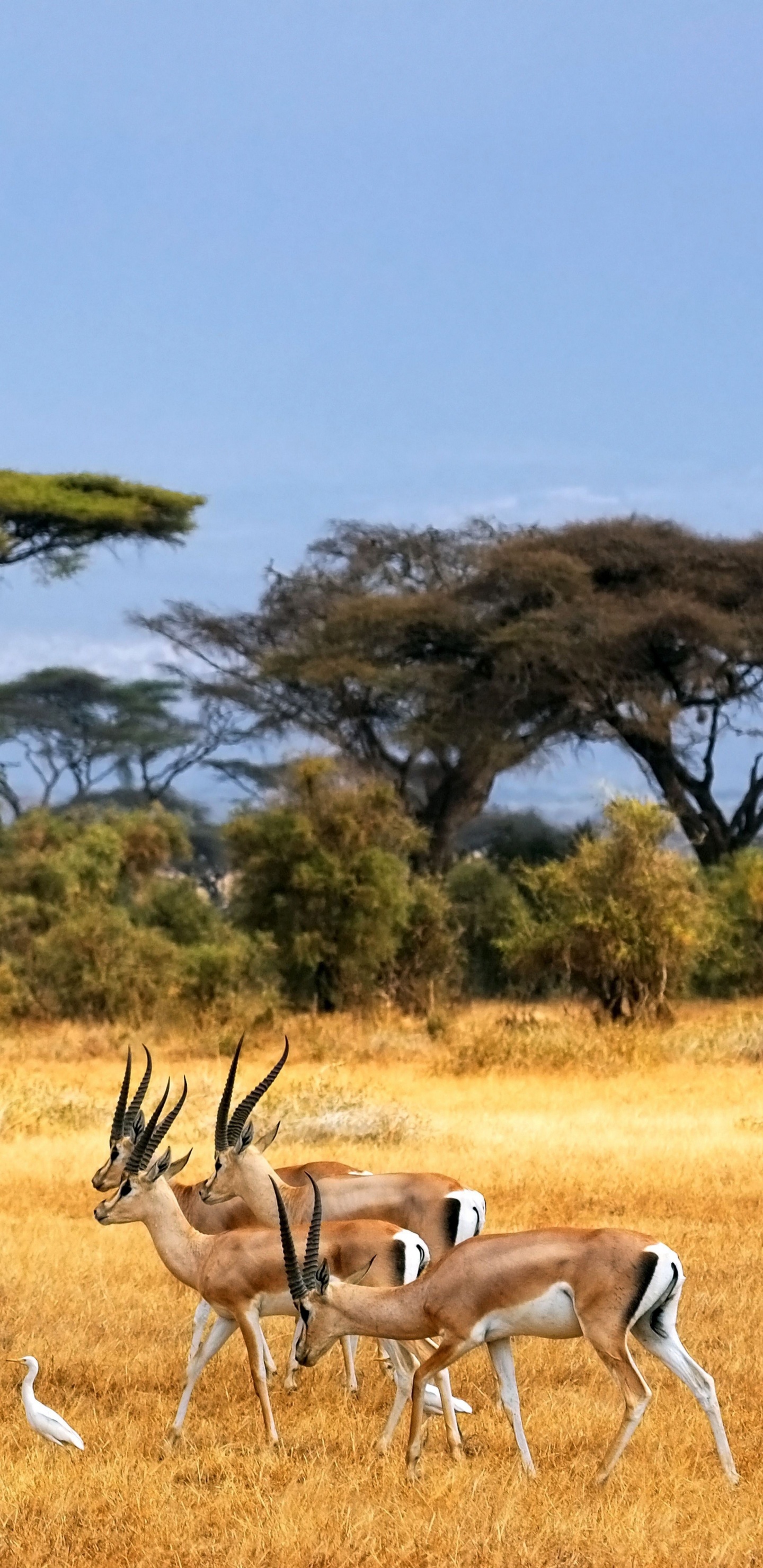 Group of Deer on Green Grass Field During Daytime. Wallpaper in 1440x2960 Resolution