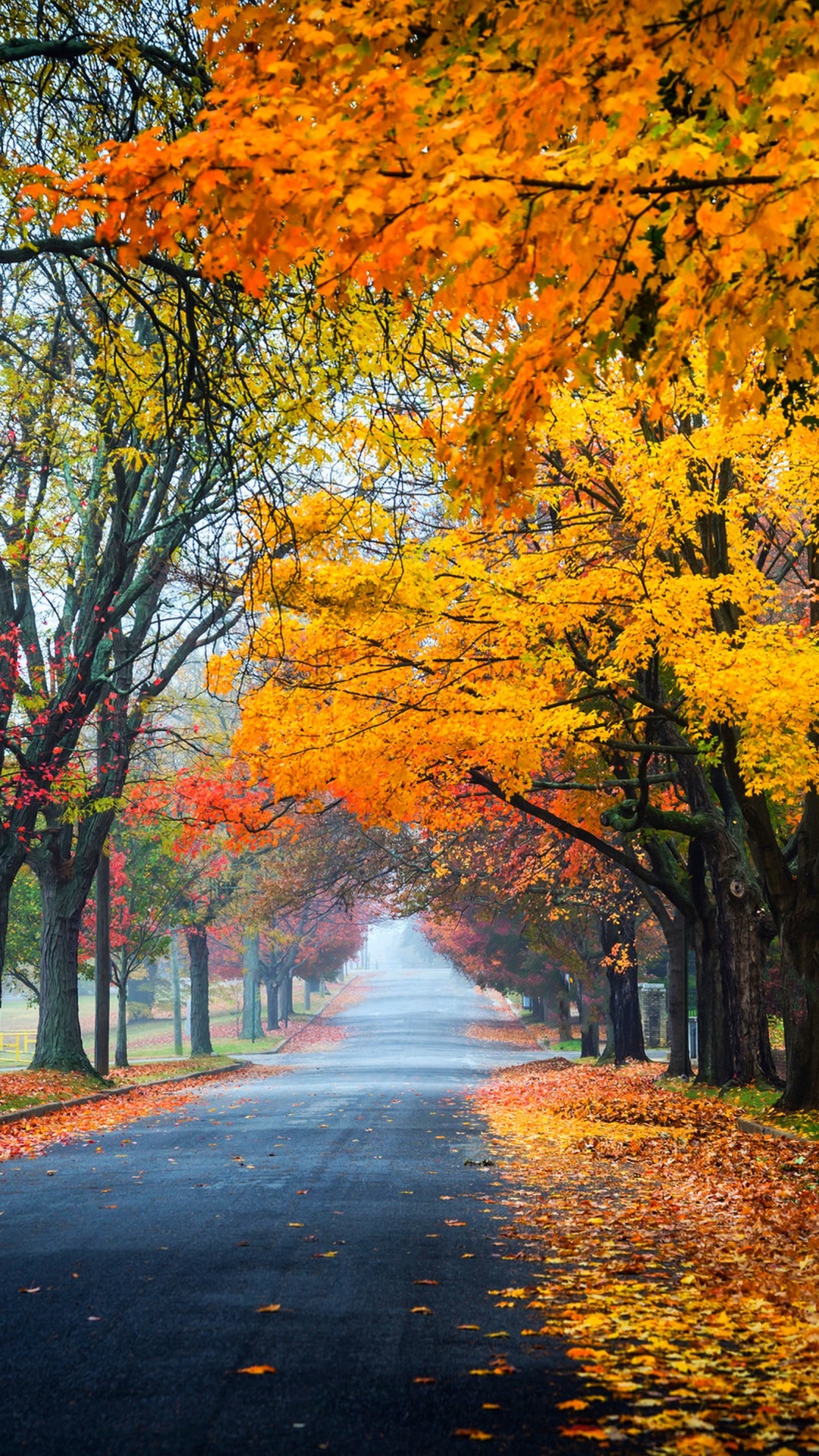 Yellow and Brown Trees on The Side of The Road. Wallpaper in 1080x1920 Resolution