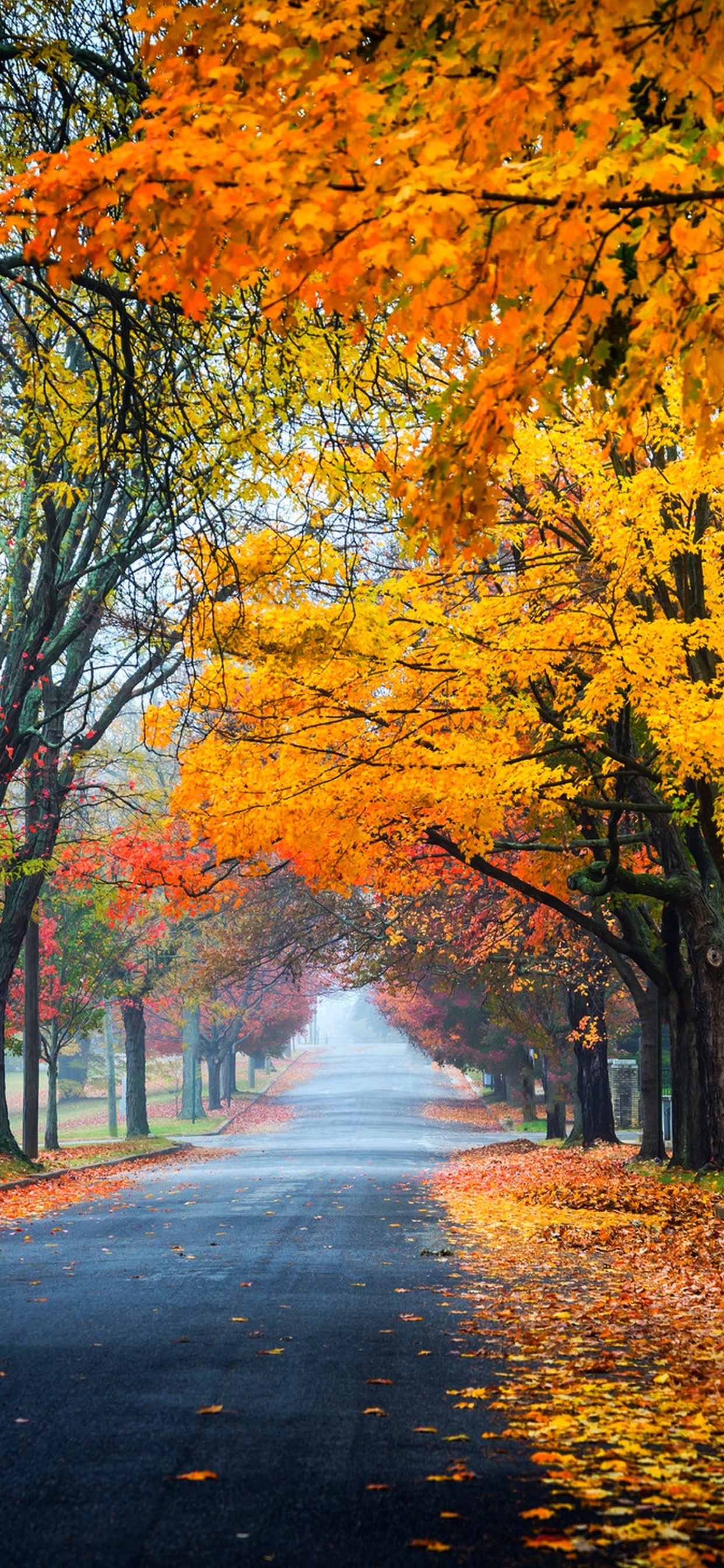 Yellow and Brown Trees on The Side of The Road. Wallpaper in 1242x2688 Resolution