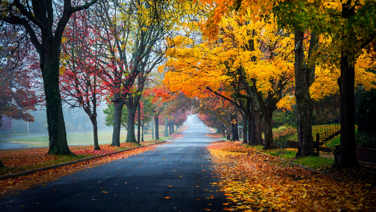 Yellow and Brown Trees on The Side of The Road. Wallpaper in 1280x720 Resolution