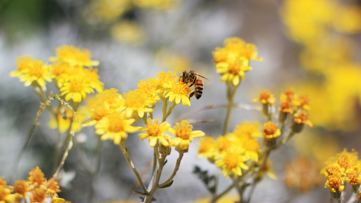 Pollinisation, Botanique, Nature, Pétale, Pollinisateurs. Wallpaper in 1366x768 Resolution