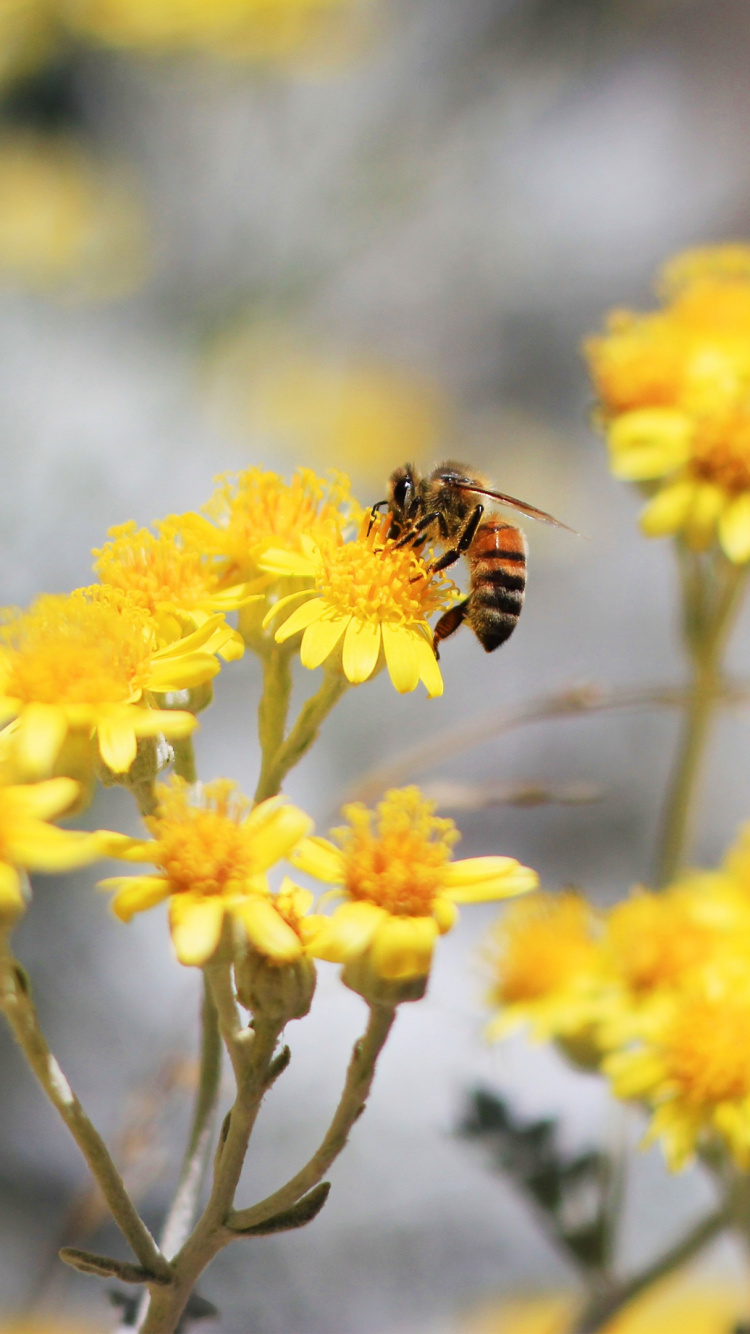 Pollinisation, Botanique, Nature, Pétale, Pollinisateurs. Wallpaper in 750x1334 Resolution