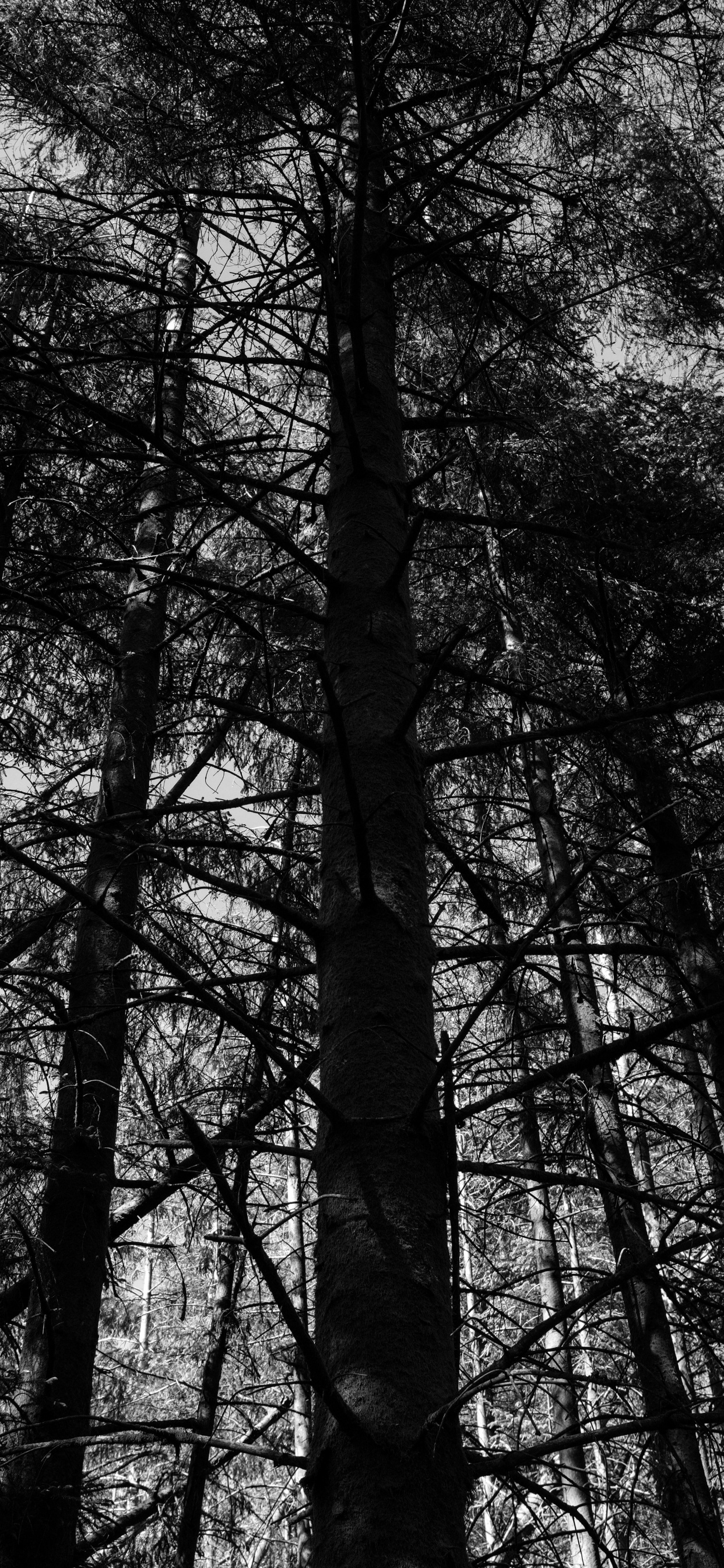 en Blanco y Negro, Naturaleza, Negro, Entorno Natural, Sucursal. Wallpaper in 1242x2688 Resolution