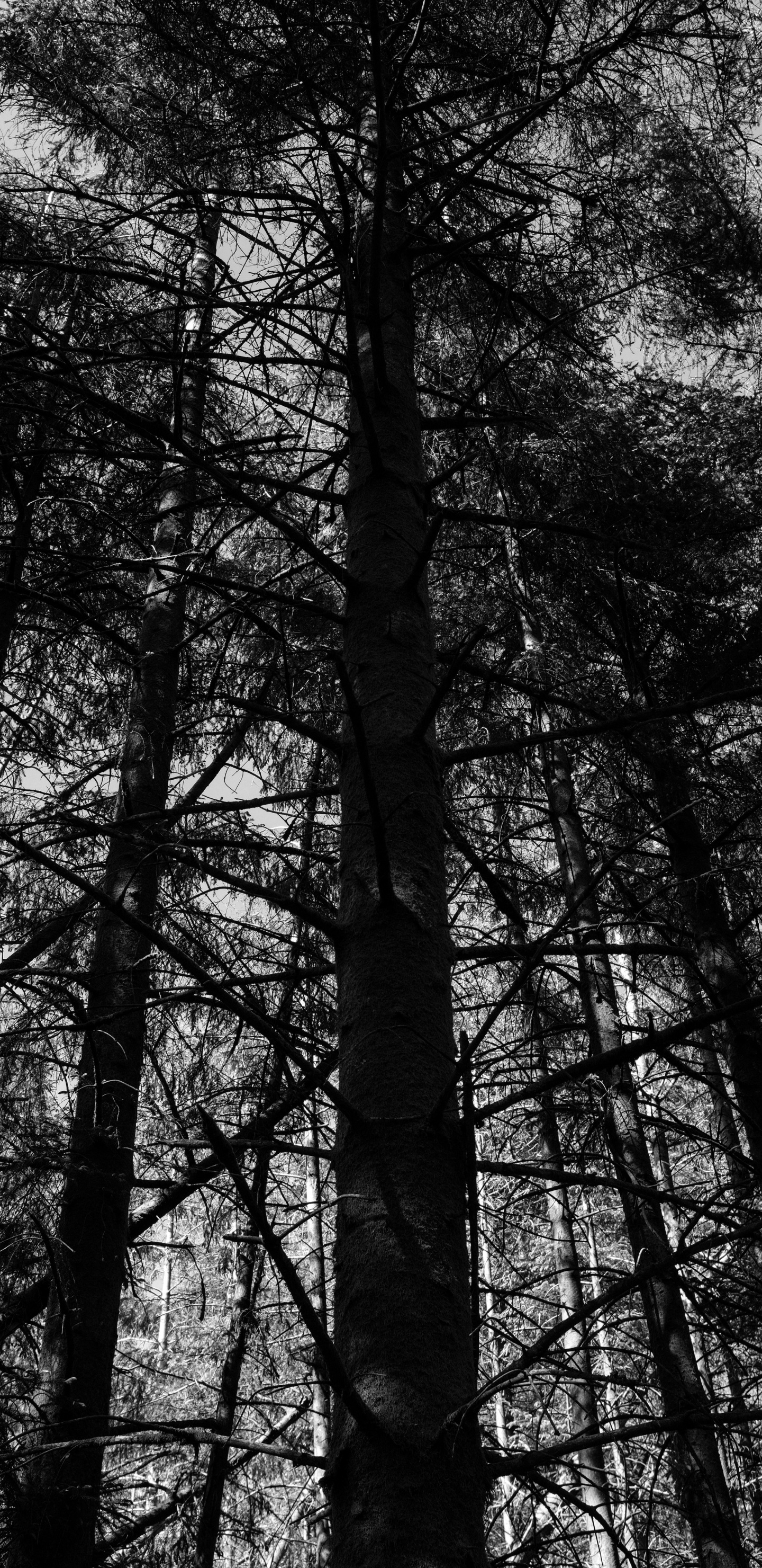 en Blanco y Negro, Naturaleza, Negro, Entorno Natural, Sucursal. Wallpaper in 1440x2960 Resolution