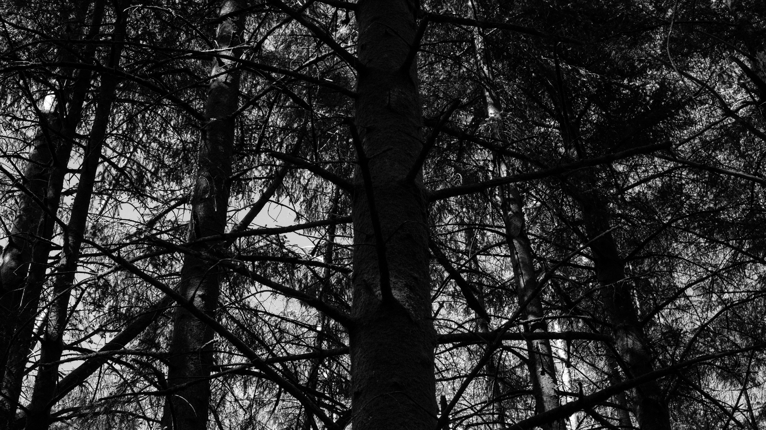 Noir et Blanc, Nature, Noir, Forêt, Environnement Naturel. Wallpaper in 2560x1440 Resolution