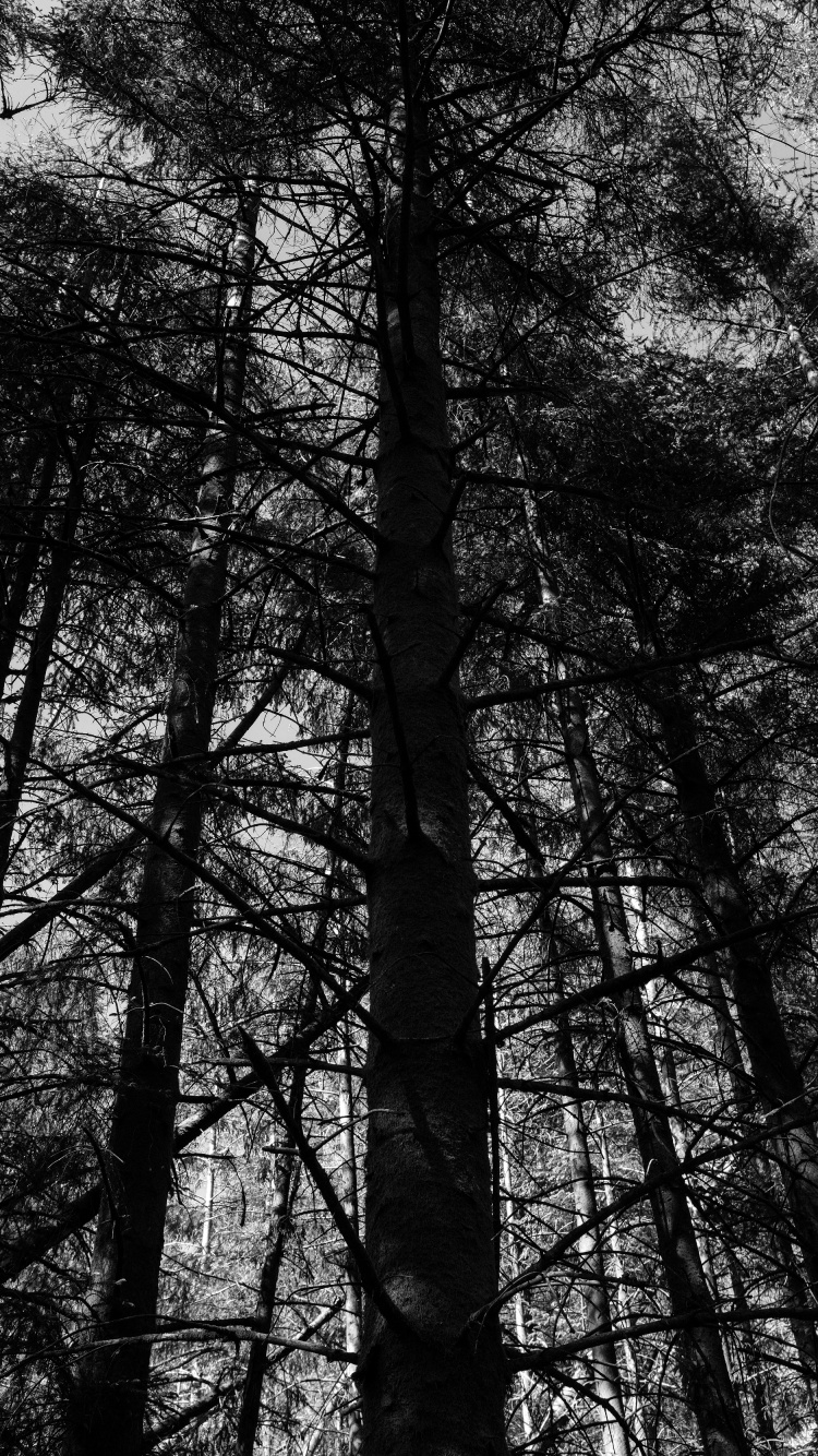 Noir et Blanc, Nature, Noir, Forêt, Environnement Naturel. Wallpaper in 750x1334 Resolution