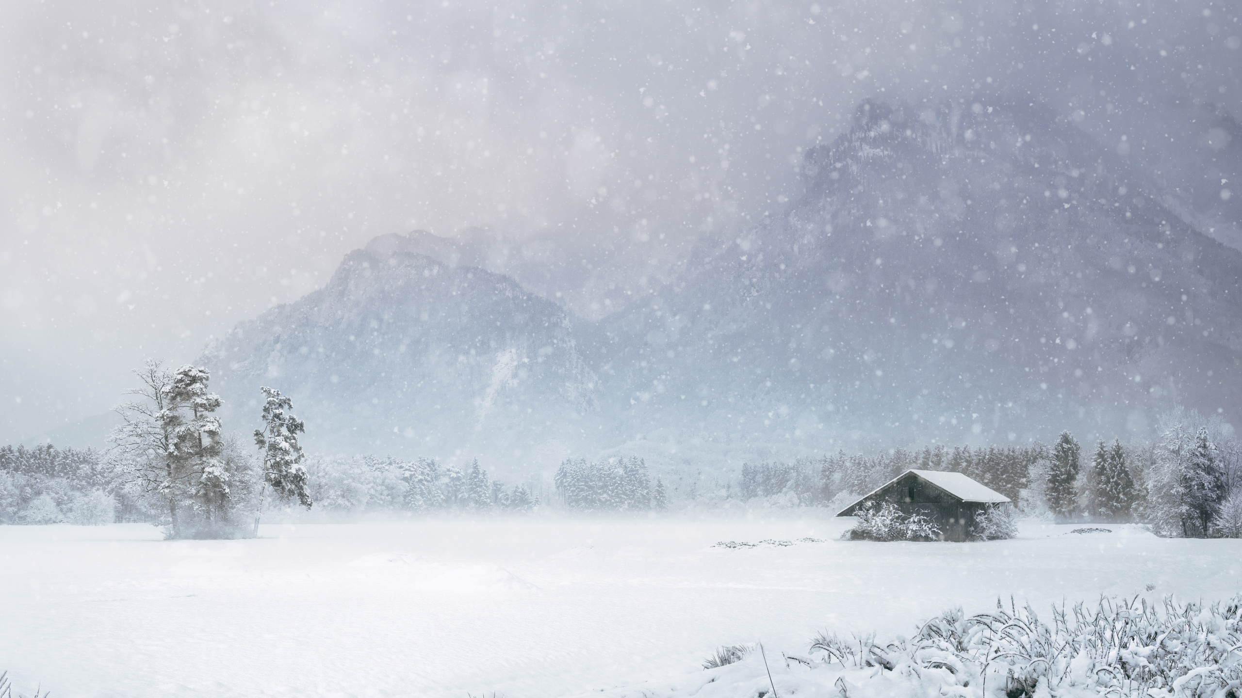 Nieve, Tormenta de Invierno, Invierno, Paisaje Natural, Bruma. Wallpaper in 2560x1440 Resolution