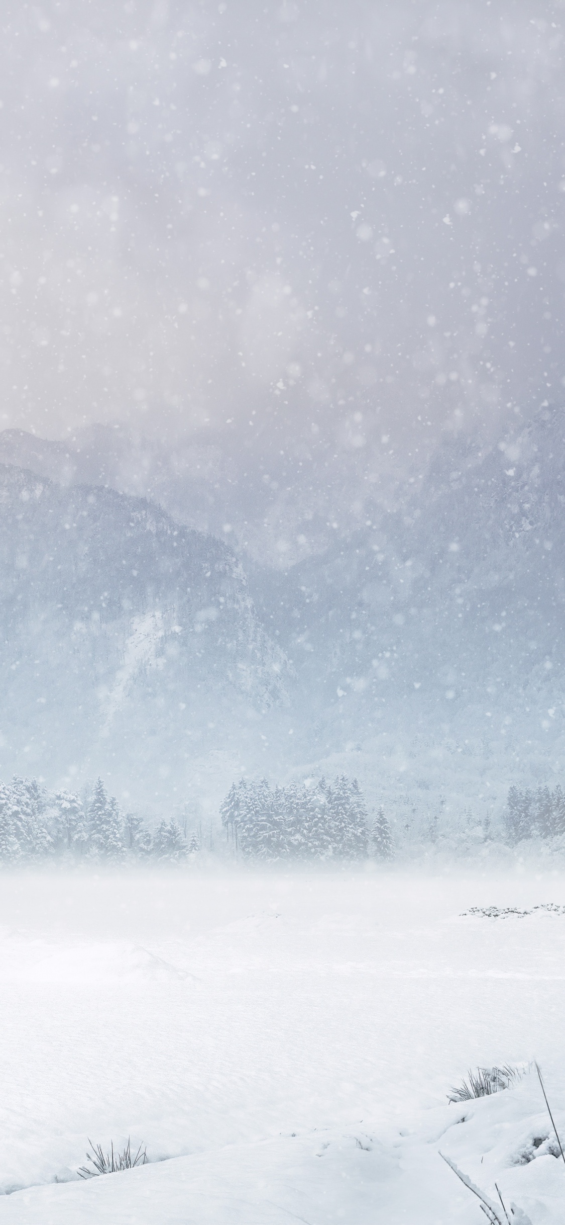 Snow, Winter Storm, Winter, Cloud, Plant. Wallpaper in 1125x2436 Resolution