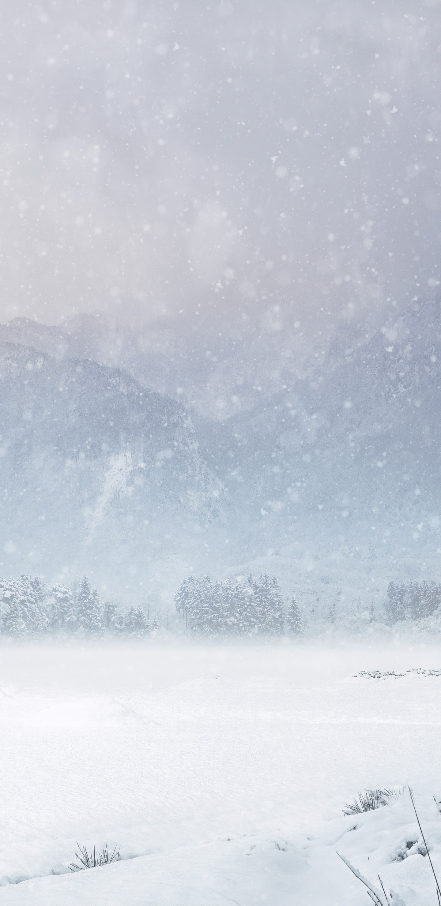 Snow, Winter Storm, Winter, Cloud, Plant. Wallpaper in 1440x2960 Resolution