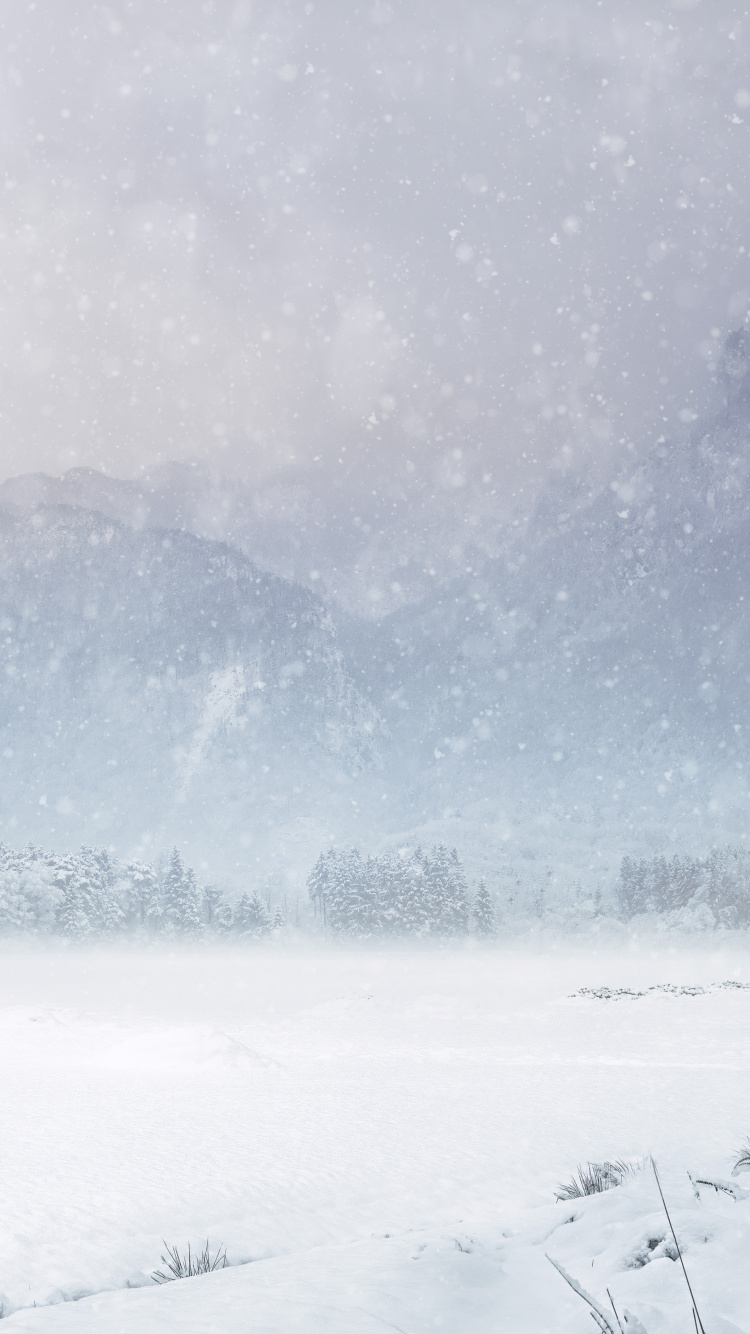 Snow, Winter Storm, Winter, Cloud, Plant. Wallpaper in 750x1334 Resolution
