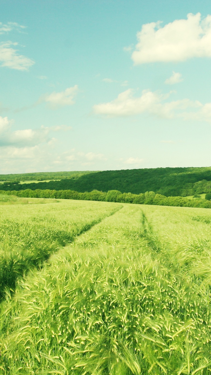 Tagsüber Grüne Wiese Unter Blauem Himmel. Wallpaper in 720x1280 Resolution