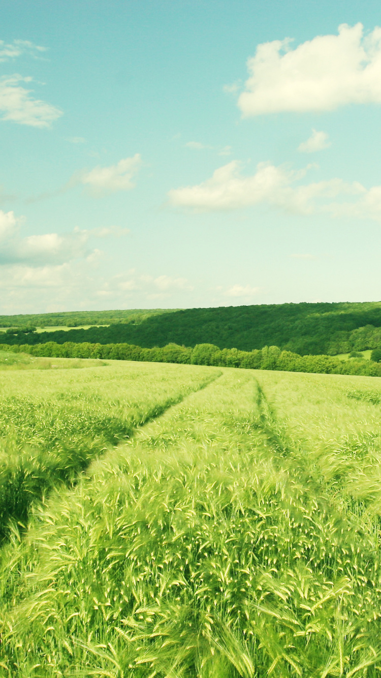 Tagsüber Grüne Wiese Unter Blauem Himmel. Wallpaper in 750x1334 Resolution