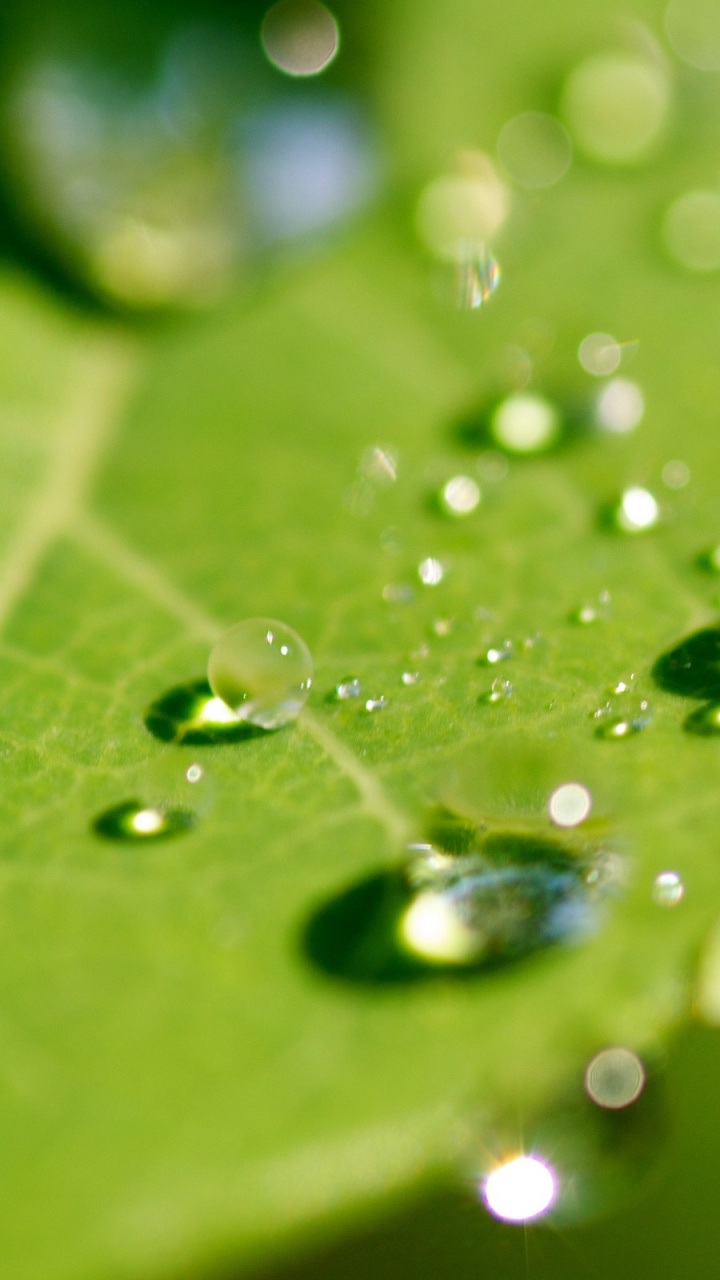 Water Droplets on Green Leaf. Wallpaper in 720x1280 Resolution