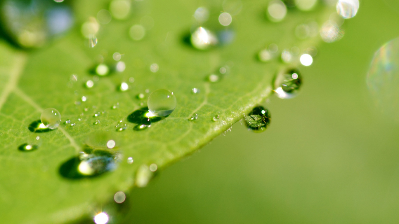 Gotas de Agua en la Hoja Verde. Wallpaper in 1366x768 Resolution