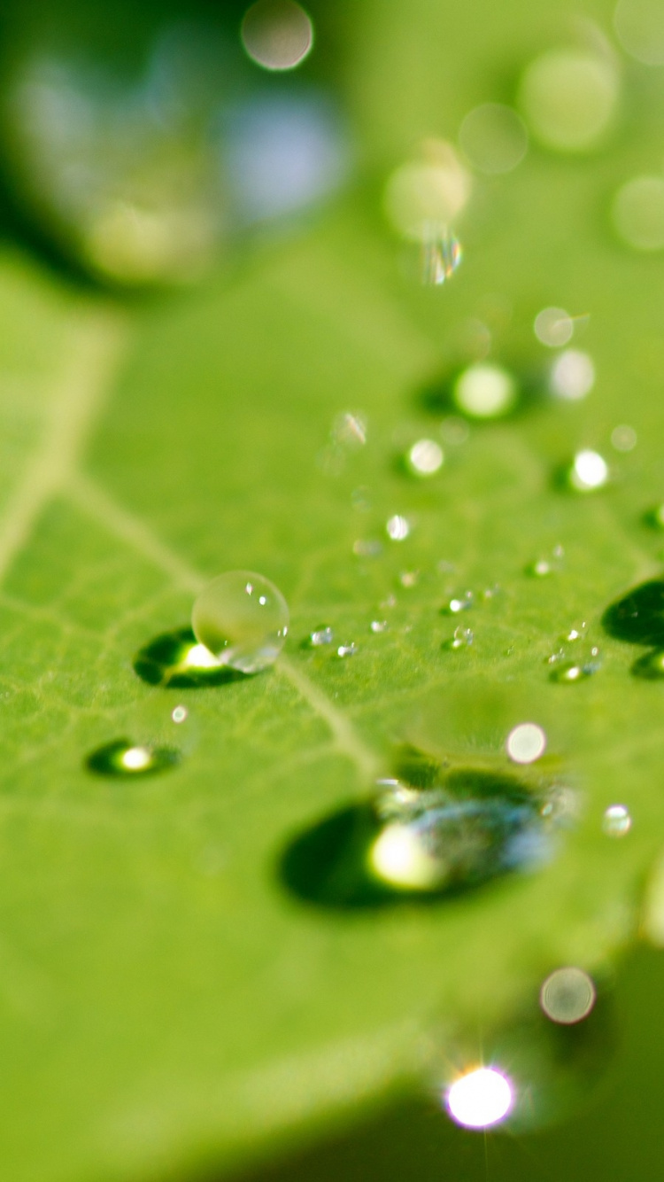 Gotas de Agua en la Hoja Verde. Wallpaper in 750x1334 Resolution