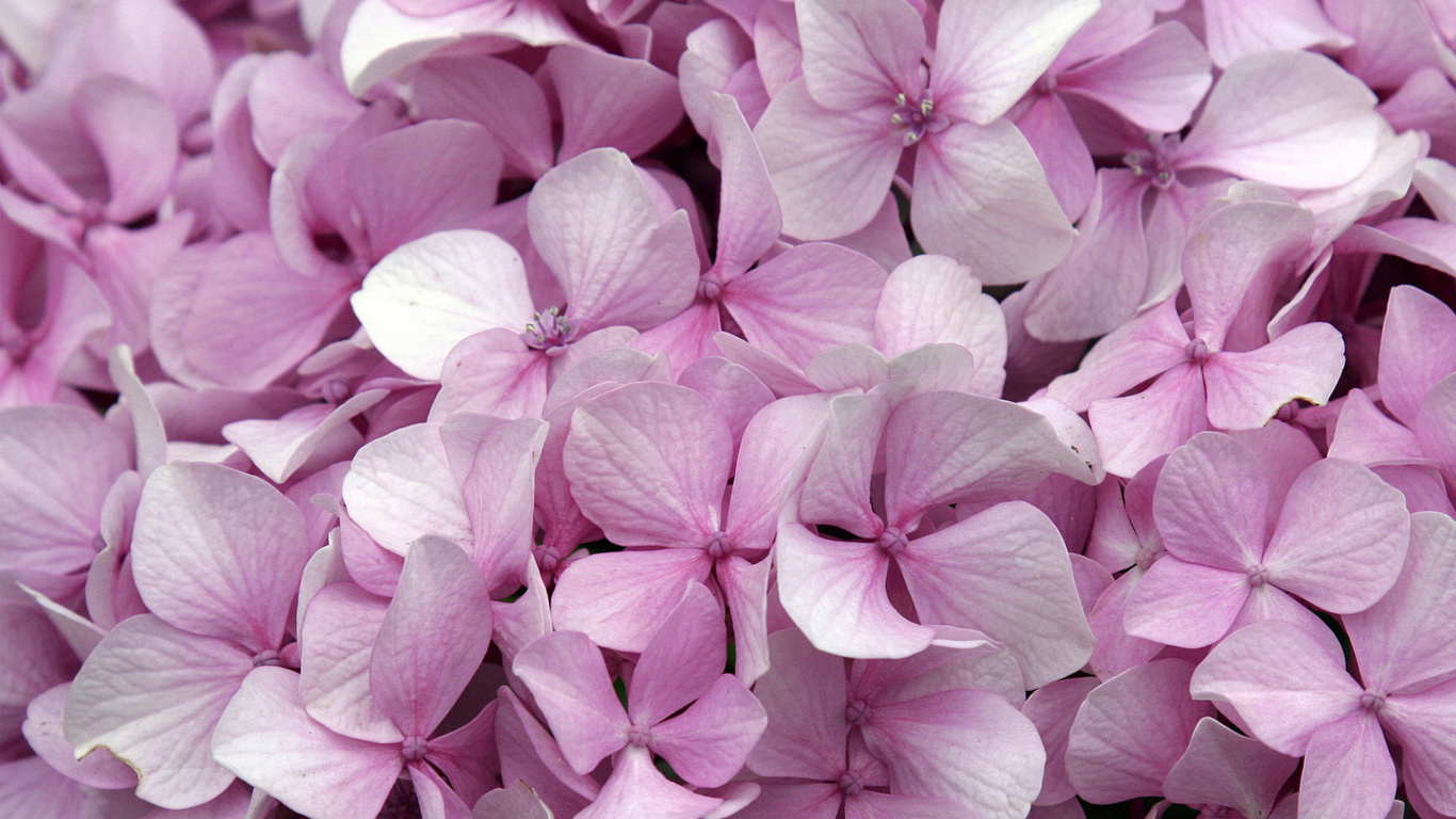 绣球花, 粉红色的花朵, 粉红色, 淡紫色的, 紫色的 壁纸 1366x768 允许
