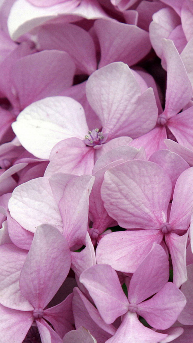 绣球花, 粉红色的花朵, 粉红色, 淡紫色的, 紫色的 壁纸 750x1334 允许