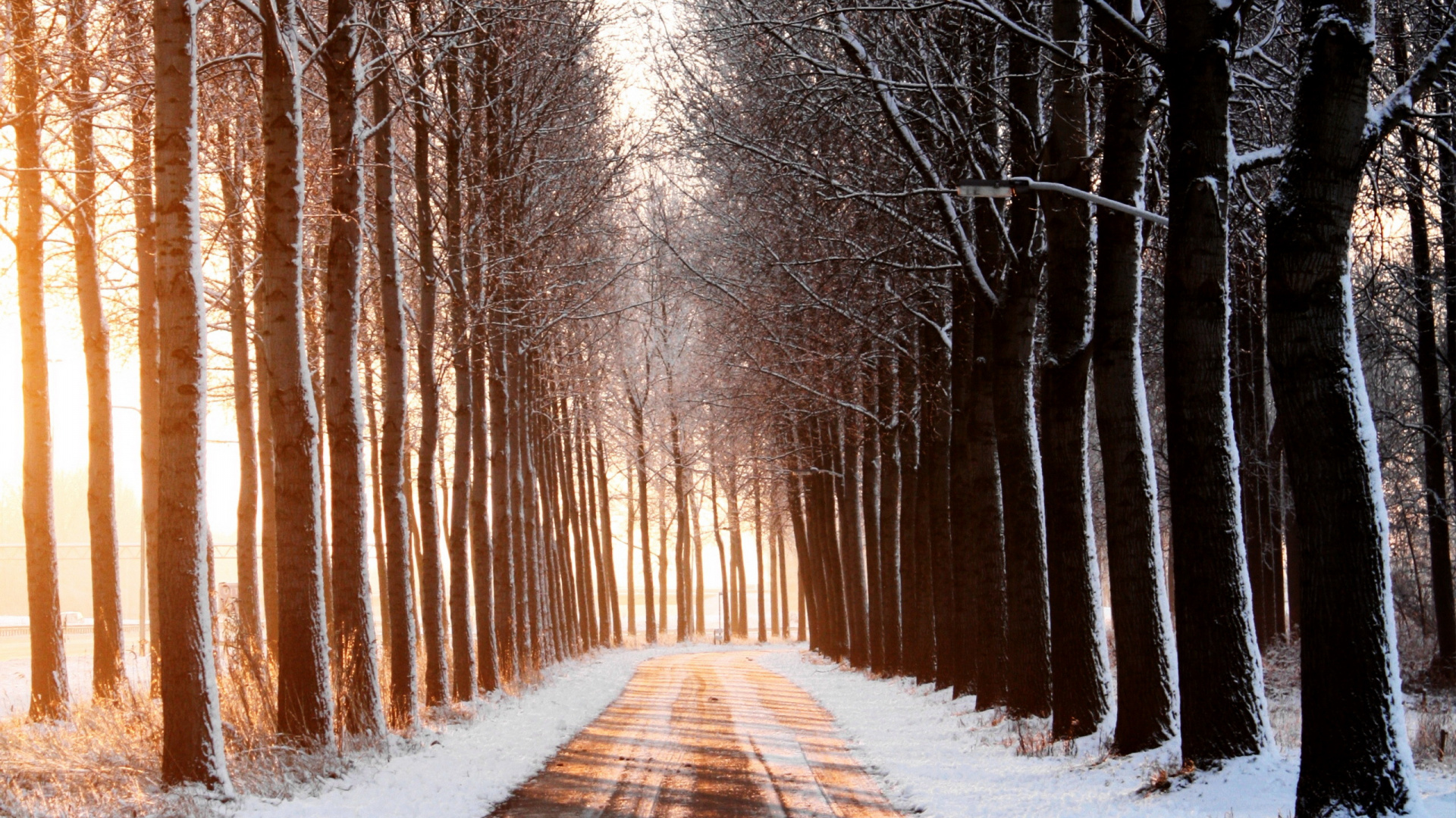 Braune Straße Zwischen Schneebedeckten Bäumen Tagsüber. Wallpaper in 1920x1080 Resolution