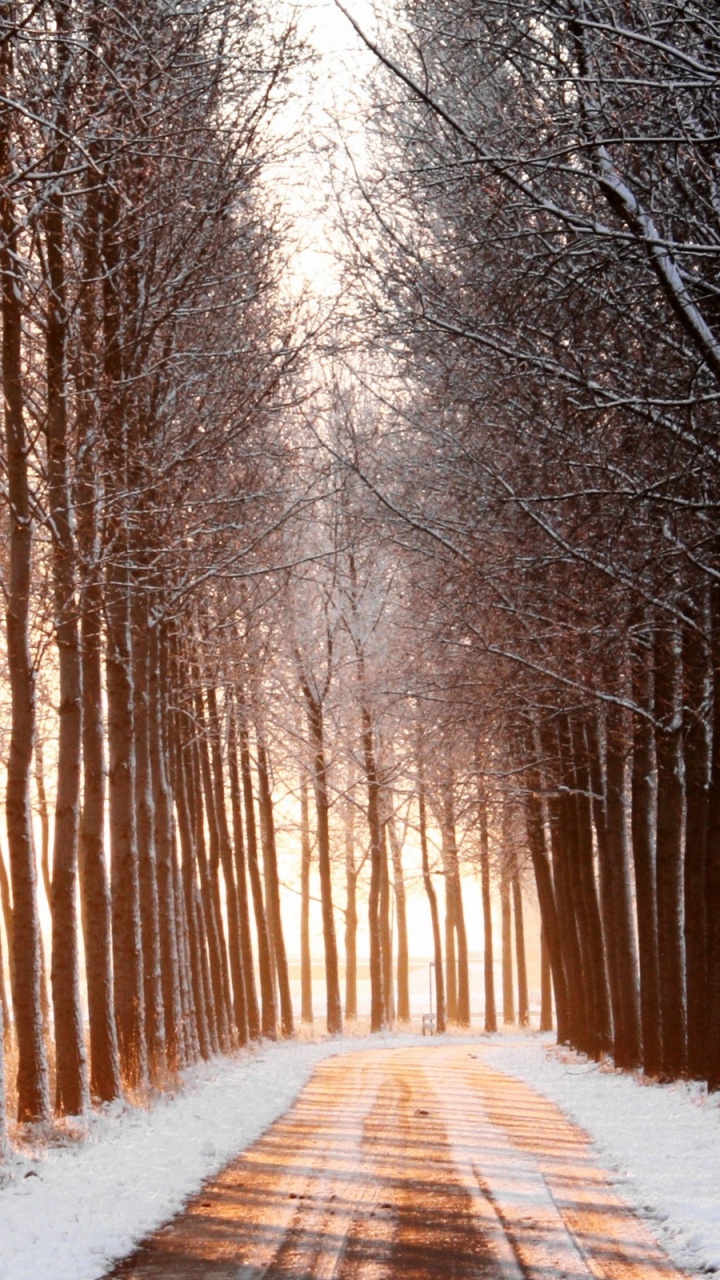 Braune Straße Zwischen Schneebedeckten Bäumen Tagsüber. Wallpaper in 720x1280 Resolution