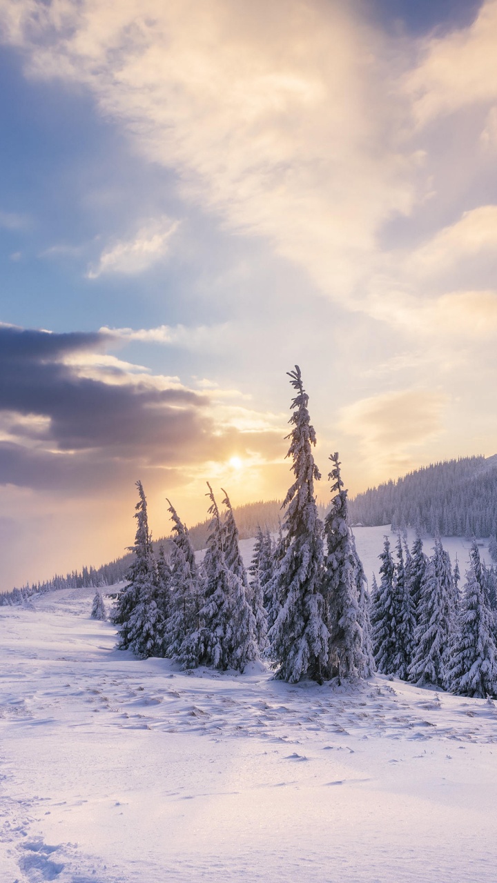 Snow Covered Field With Pine Trees and Mountains in The Distance. Wallpaper in 720x1280 Resolution