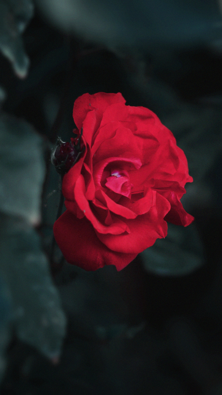 Red Rose in Close up Photography. Wallpaper in 750x1334 Resolution