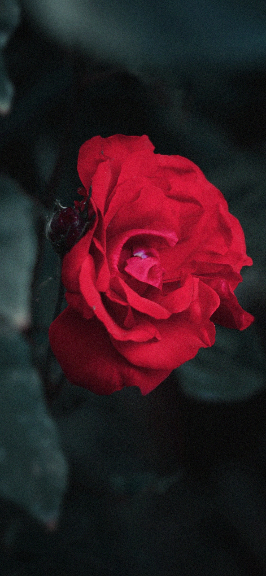 Rosa Roja en Fotografía de Cerca. Wallpaper in 1125x2436 Resolution