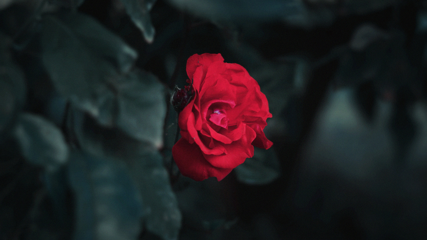Rosa Roja en Fotografía de Cerca. Wallpaper in 1366x768 Resolution