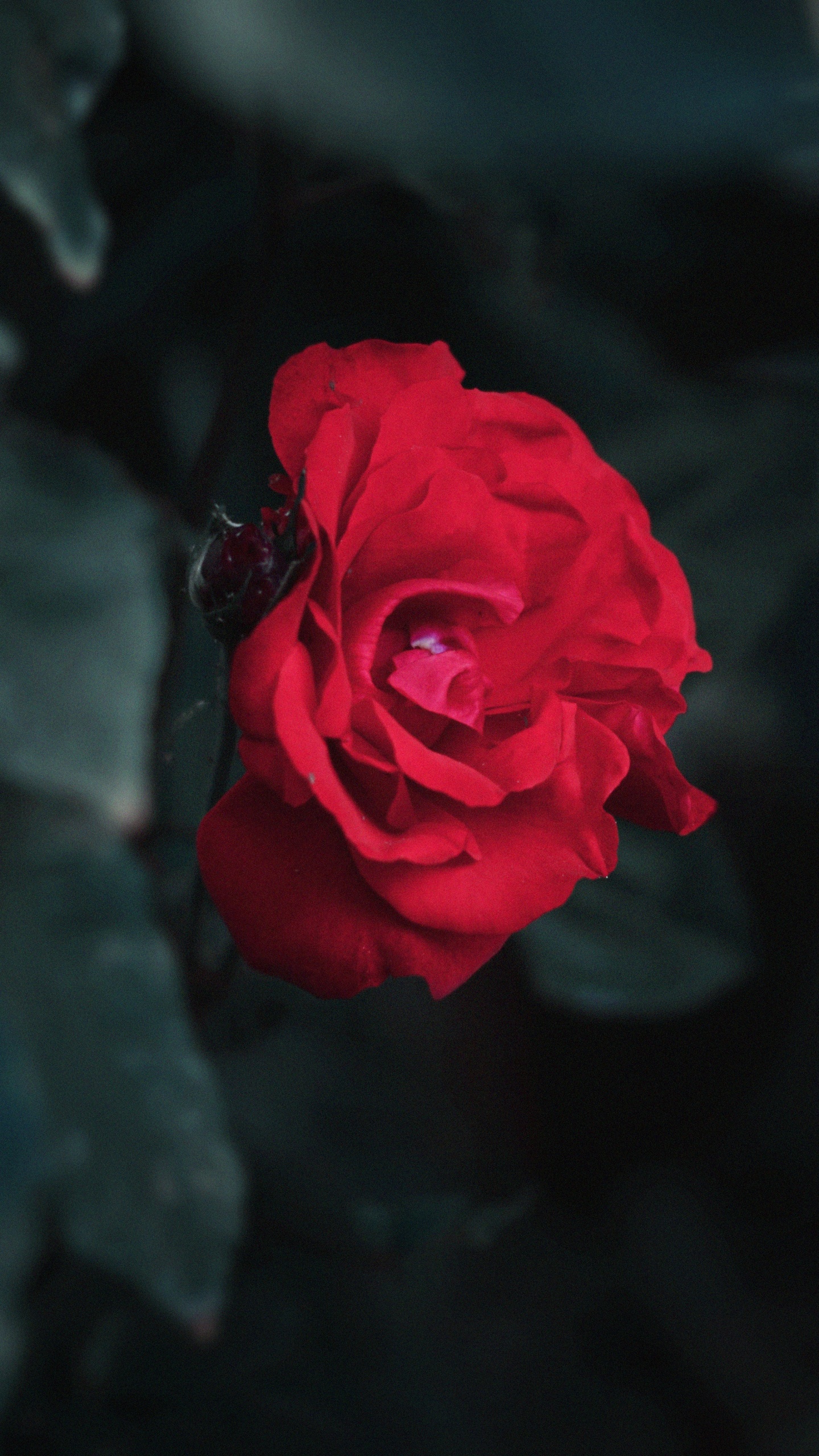 Rosa Roja en Fotografía de Cerca. Wallpaper in 1440x2560 Resolution