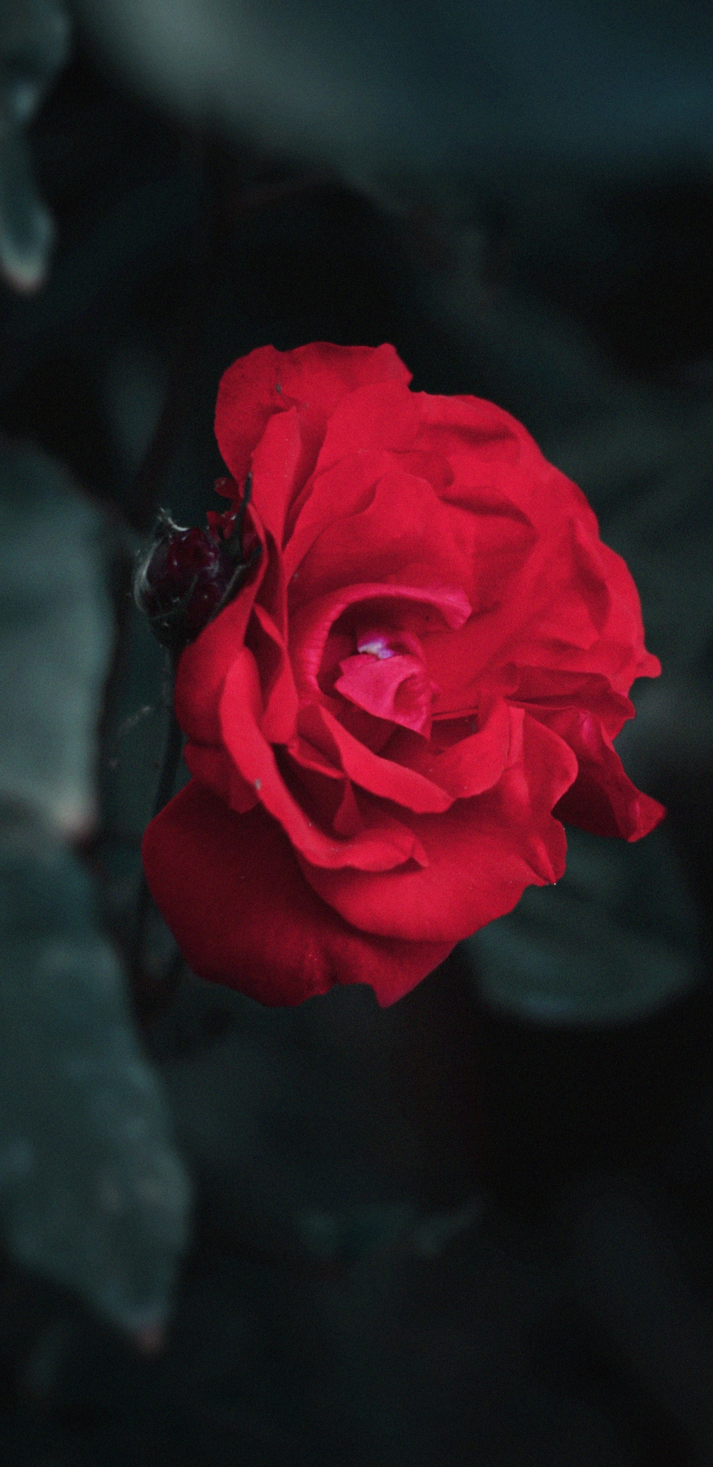 Rose Rouge en Photographie Rapprochée. Wallpaper in 1440x2960 Resolution