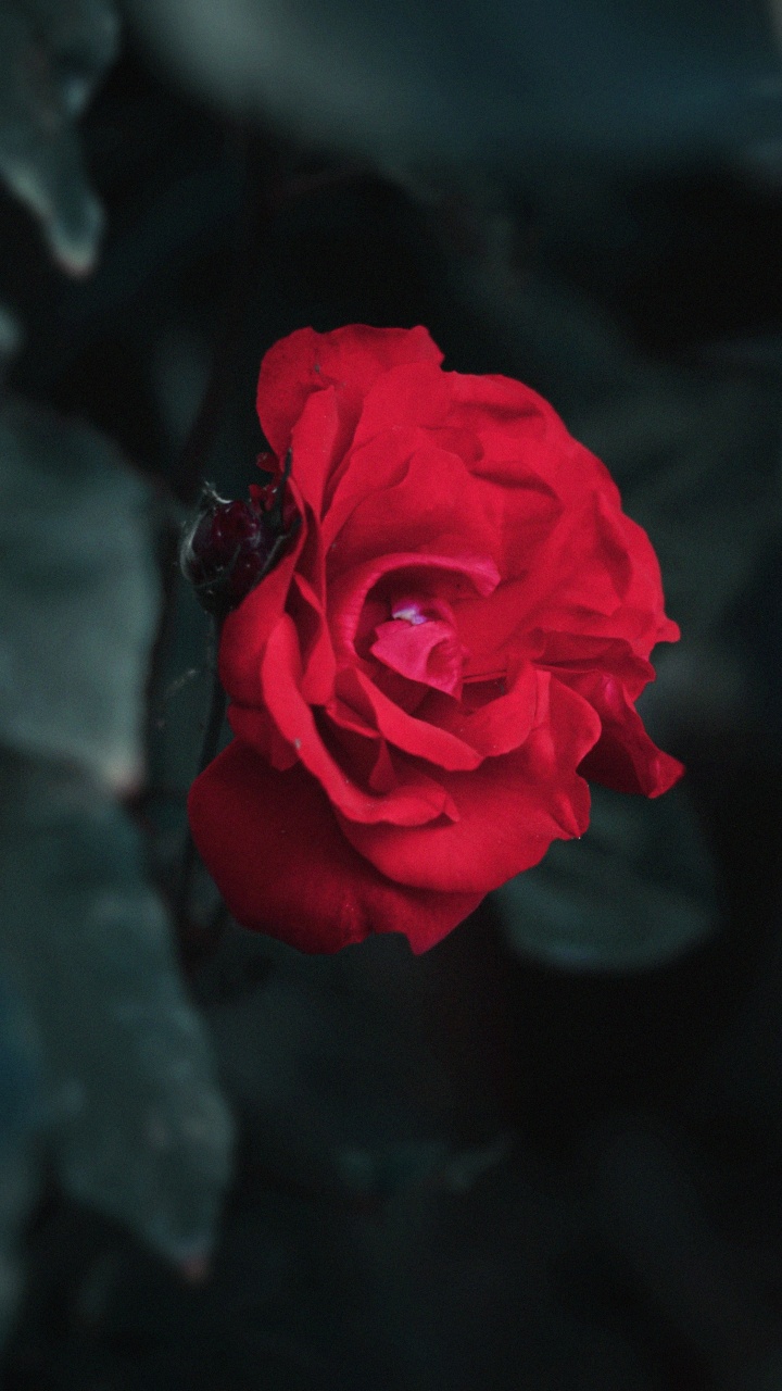 Rose Rouge en Photographie Rapprochée. Wallpaper in 720x1280 Resolution