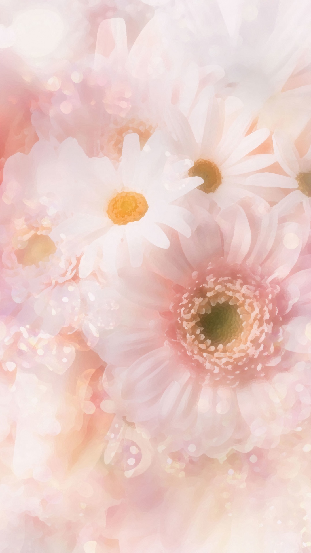 Fleur de Marguerite Blanche et Rose. Wallpaper in 1080x1920 Resolution