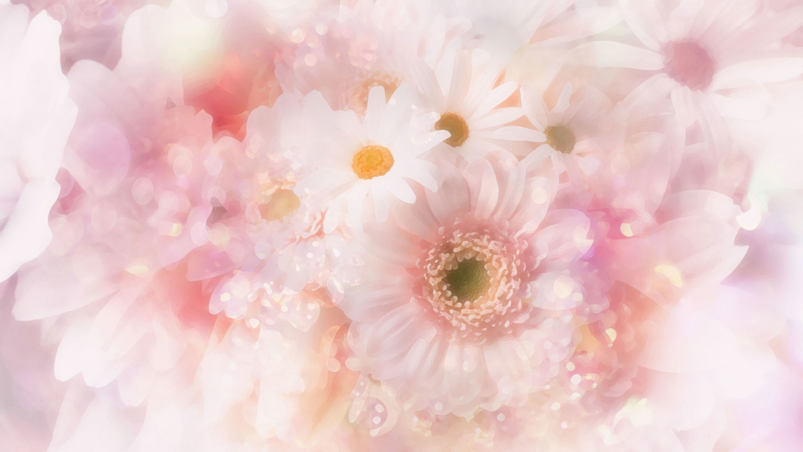 Fleur de Marguerite Blanche et Rose. Wallpaper in 2560x1440 Resolution