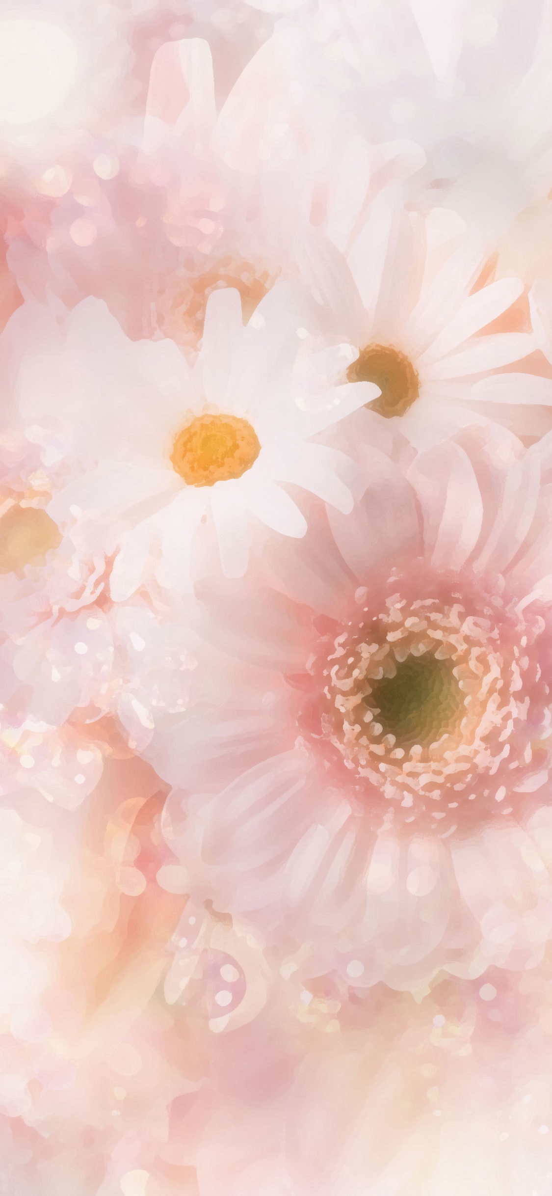 White and Pink Daisy Flower. Wallpaper in 1125x2436 Resolution