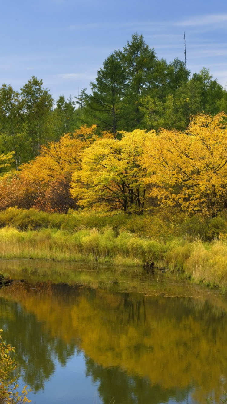 Arbres Verts et Jaunes au Bord du Lac Sous Ciel Bleu Pendant la Journée. Wallpaper in 750x1334 Resolution