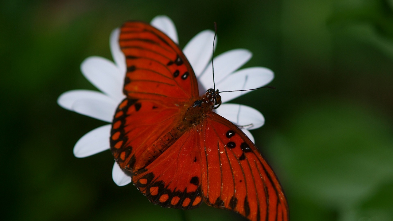 Orange Und Schwarzer Schmetterling Thront Auf Weißer Blume in Nahaufnahme Während Des Tages. Wallpaper in 1280x720 Resolution