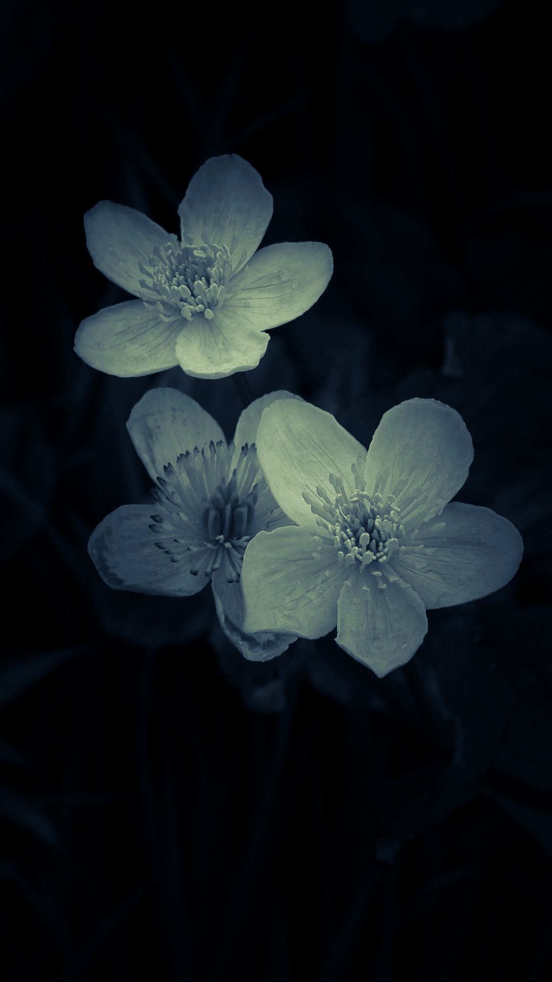 White and Purple Flower in Close up Photography. Wallpaper in 1080x1920 Resolution