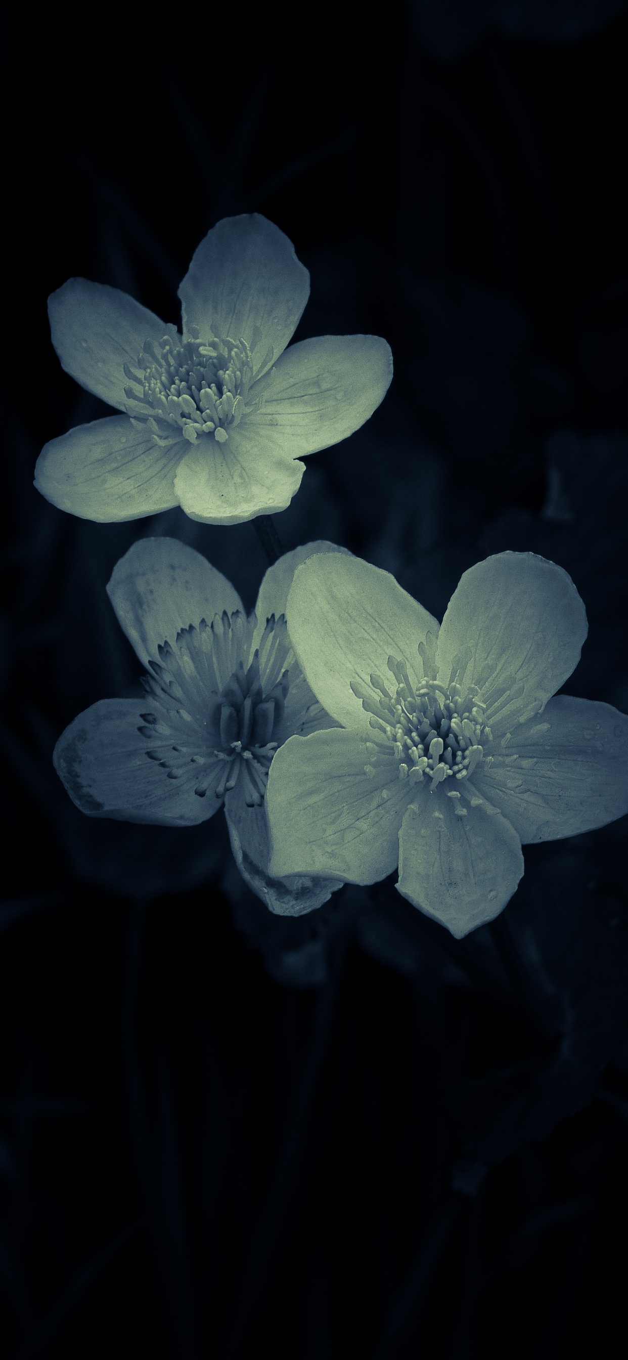 White and Purple Flower in Close up Photography. Wallpaper in 1242x2688 Resolution