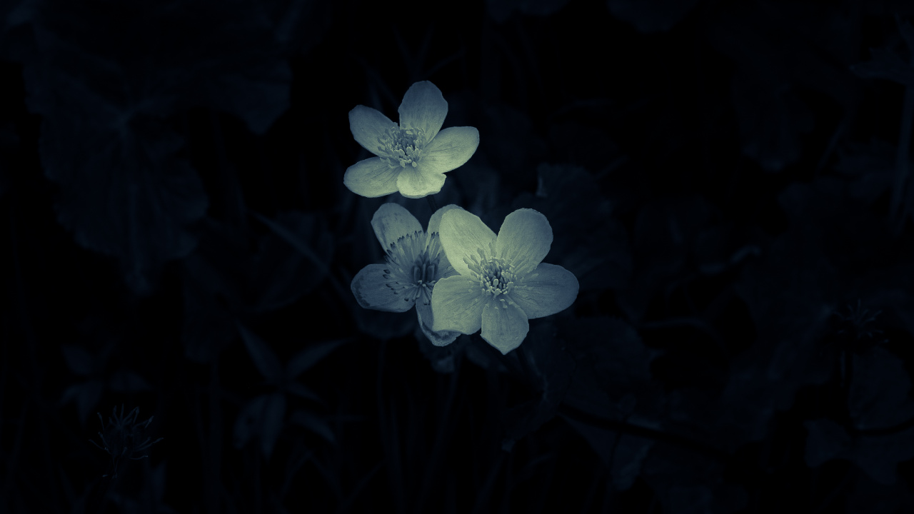 White and Purple Flower in Close up Photography. Wallpaper in 1280x720 Resolution