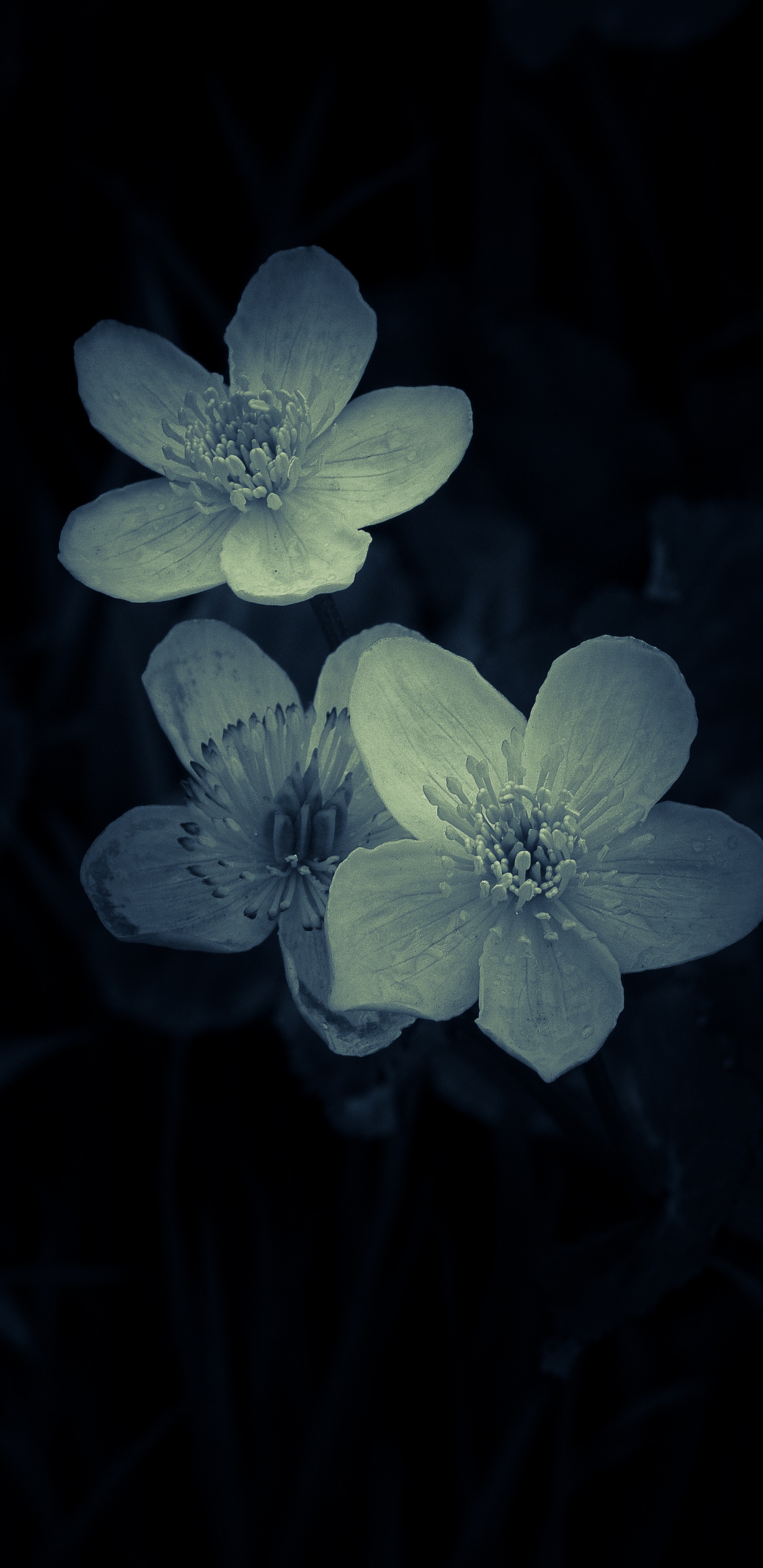White and Purple Flower in Close up Photography. Wallpaper in 1440x2960 Resolution