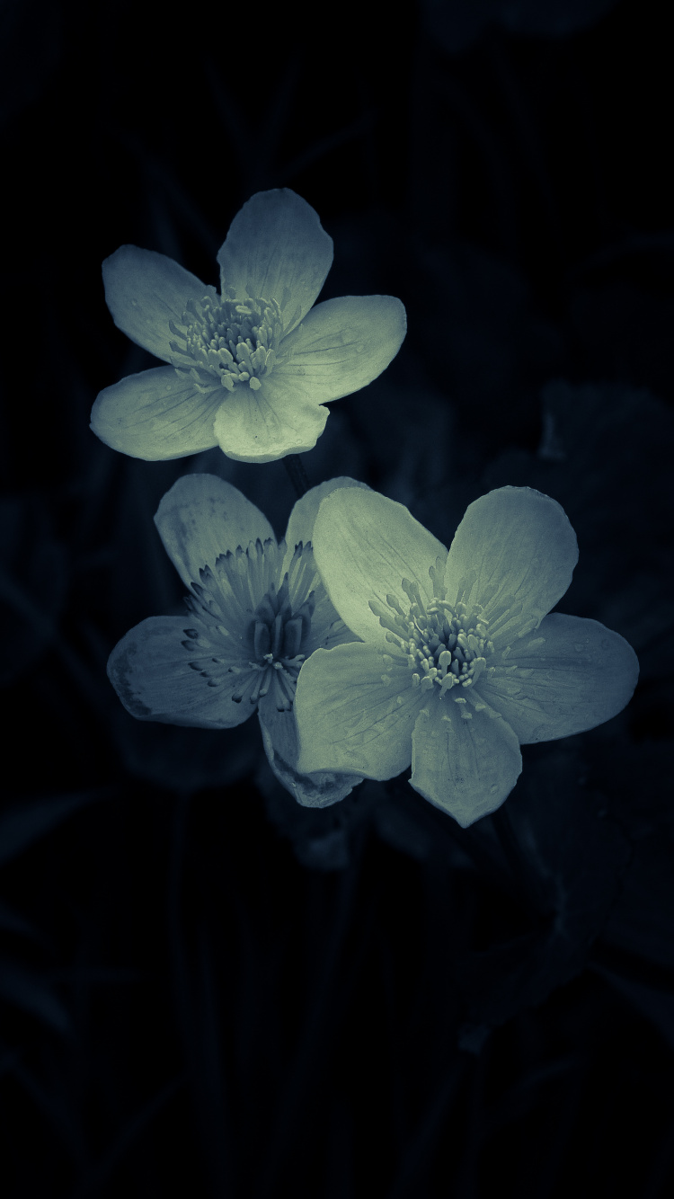 Fleur Blanche et Violette en Photographie Rapprochée. Wallpaper in 750x1334 Resolution