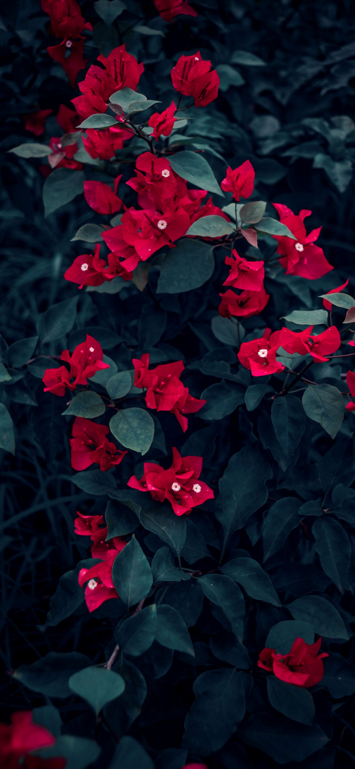 Flower, Plant, Petal, Leaf, Terrestrial Plant. Wallpaper in 1242x2688 Resolution