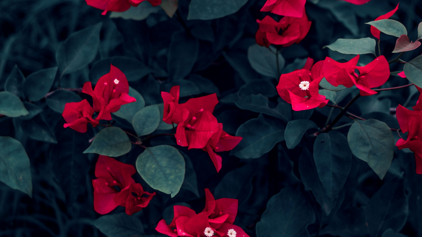 Flower, Plant, Petal, Leaf, Terrestrial Plant. Wallpaper in 1366x768 Resolution