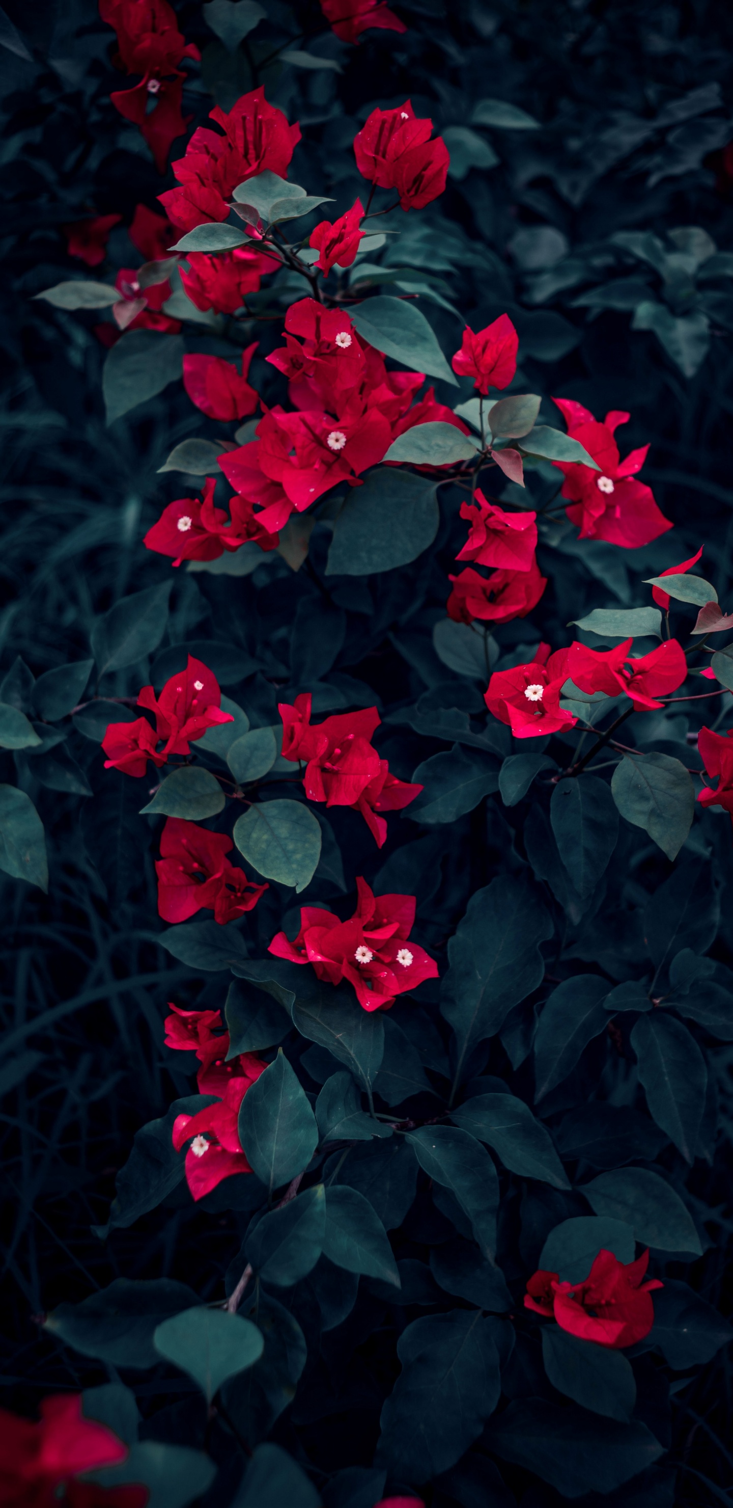 Pétale, Feuille, Plante Terrestre, Red, Couvre-sol. Wallpaper in 1440x2960 Resolution