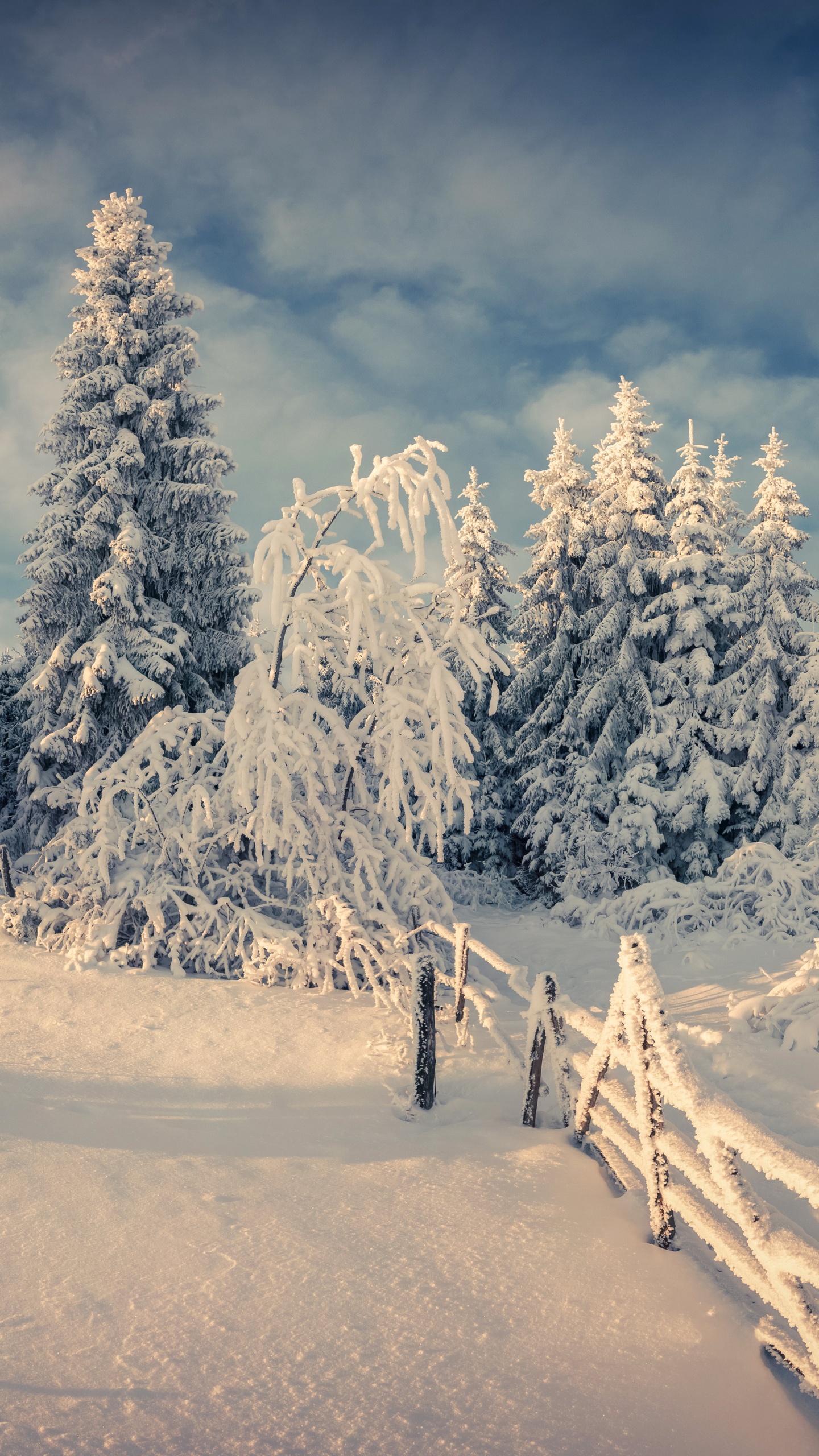 Snow Covered Trees and Mountains During Daytime. Wallpaper in 1440x2560 Resolution